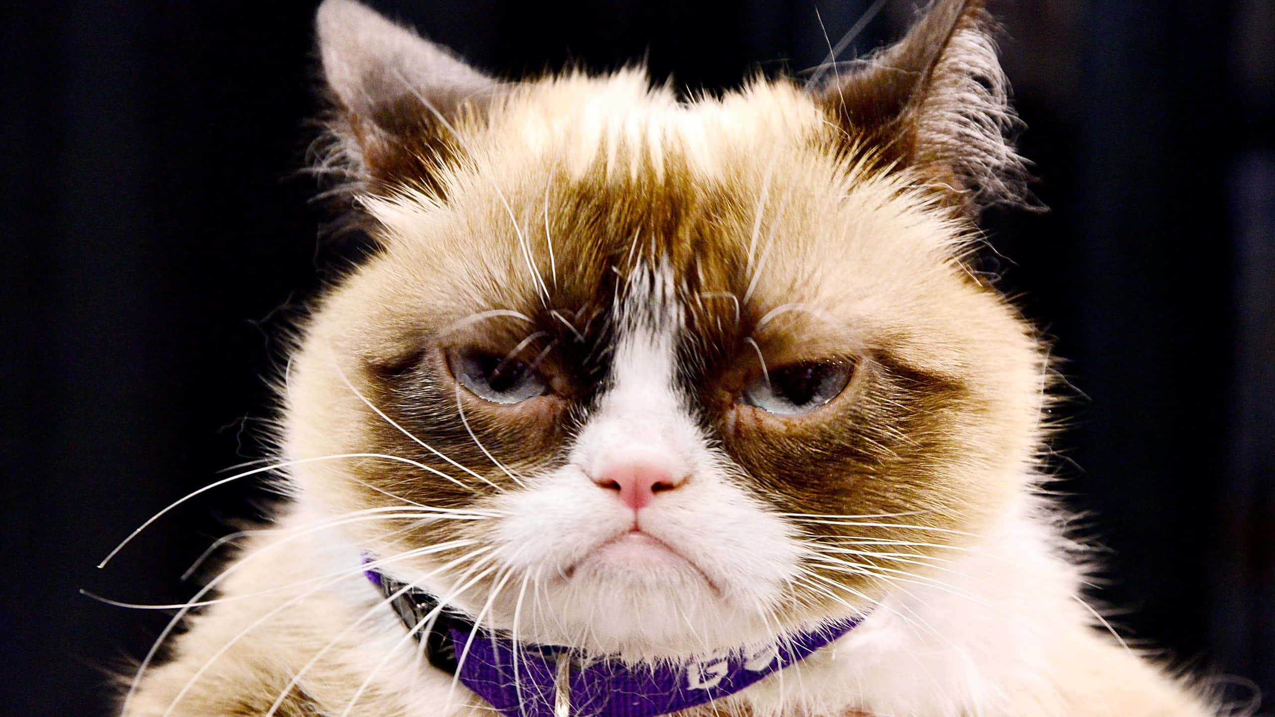 Grumpy Cat, purple collar, furrowed brow, 2K Desktop Wallpaper