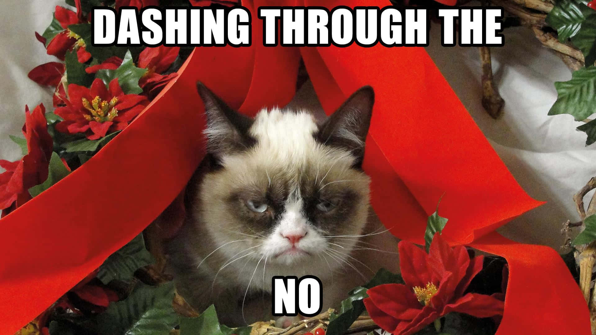 Grumpy Cat, red poinsettias, ribbon, Full HD Desktop Wallpaper