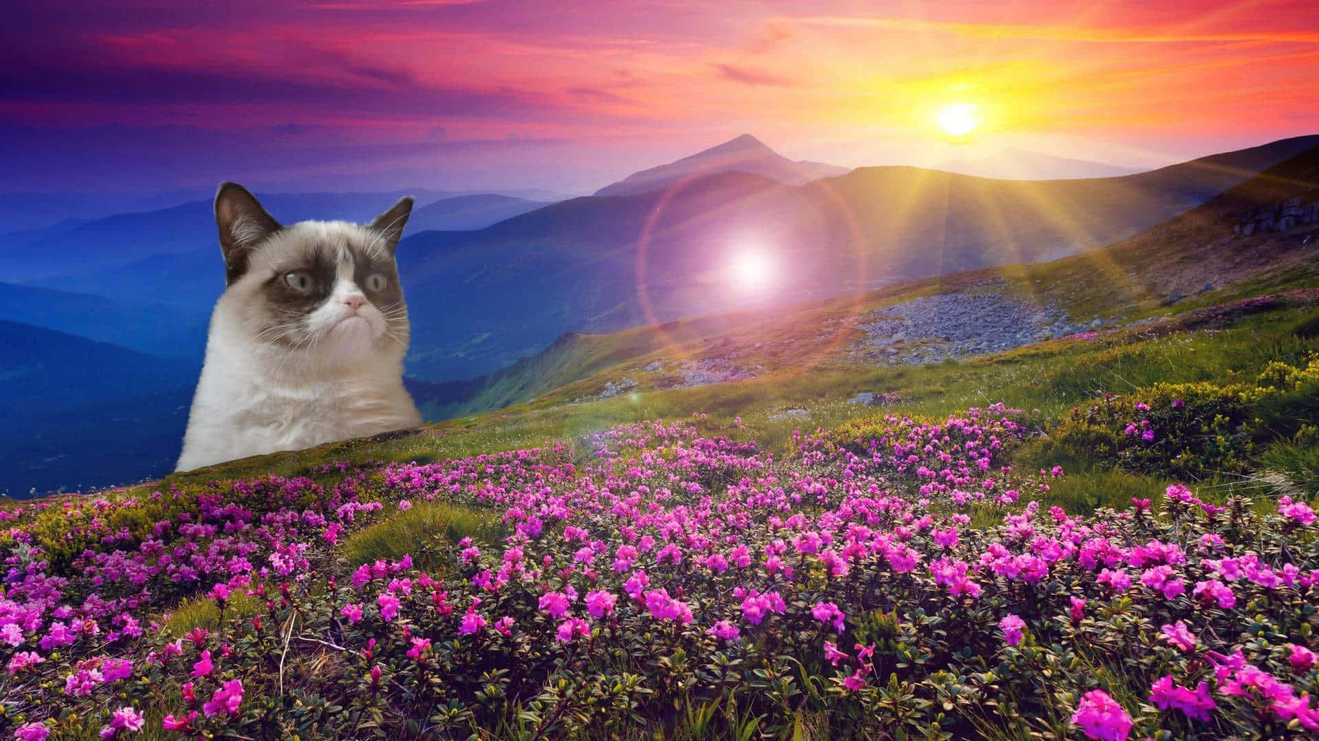 Grumpy Cat, pink flowers, vibrant sunset, Full HD Desktop Wallpaper