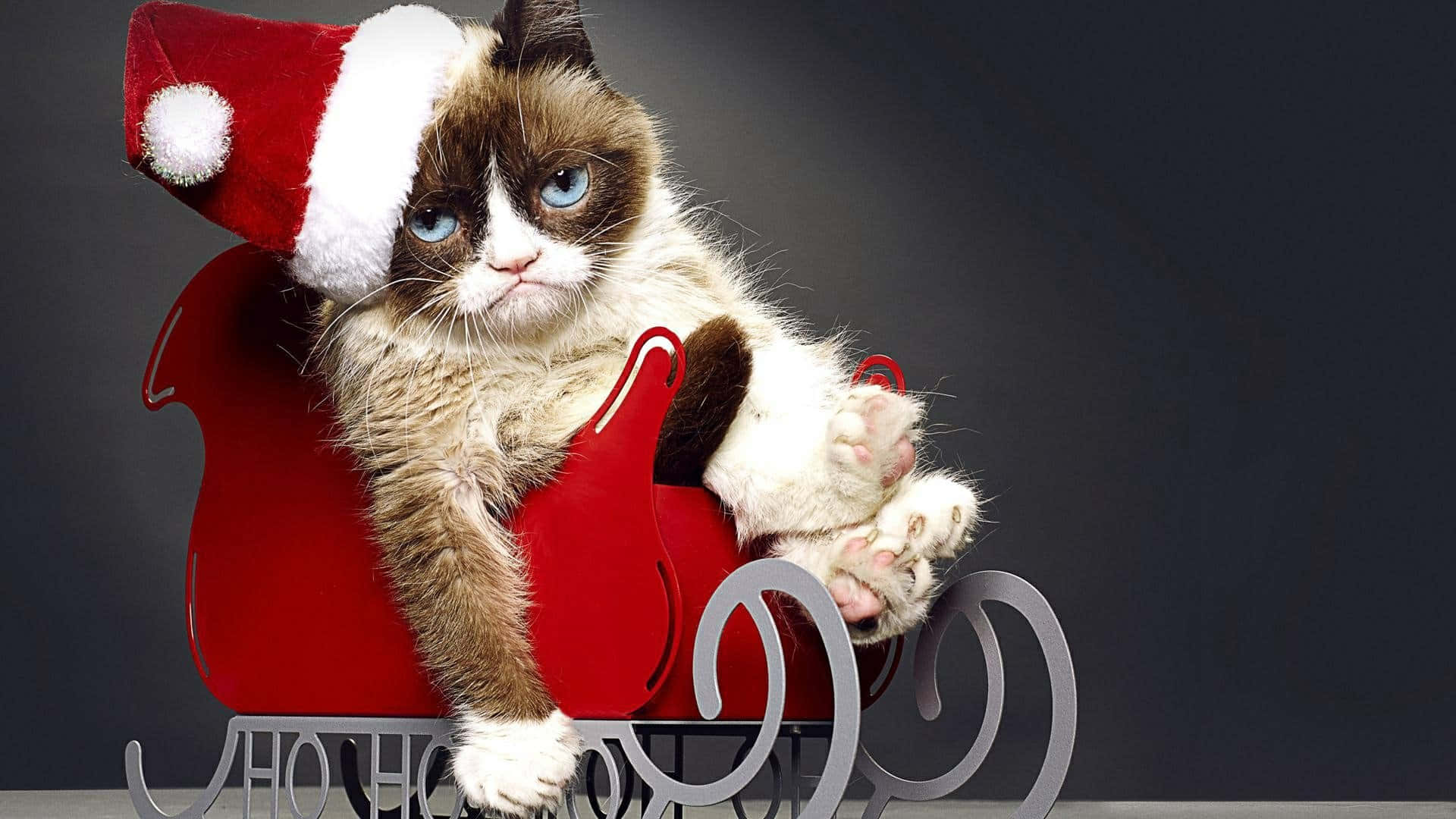 grumpy cat, Santa hat, red sleigh, Full HD Desktop Wallpaper