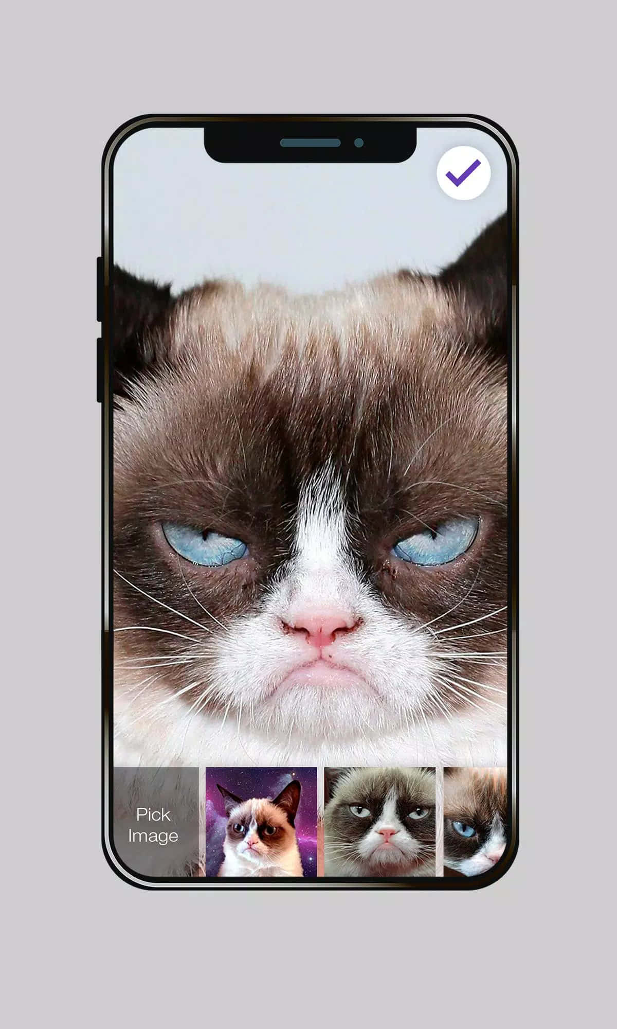 Grumpy Cat, blue eyes, brown fur, Full HD Phone Wallpaper