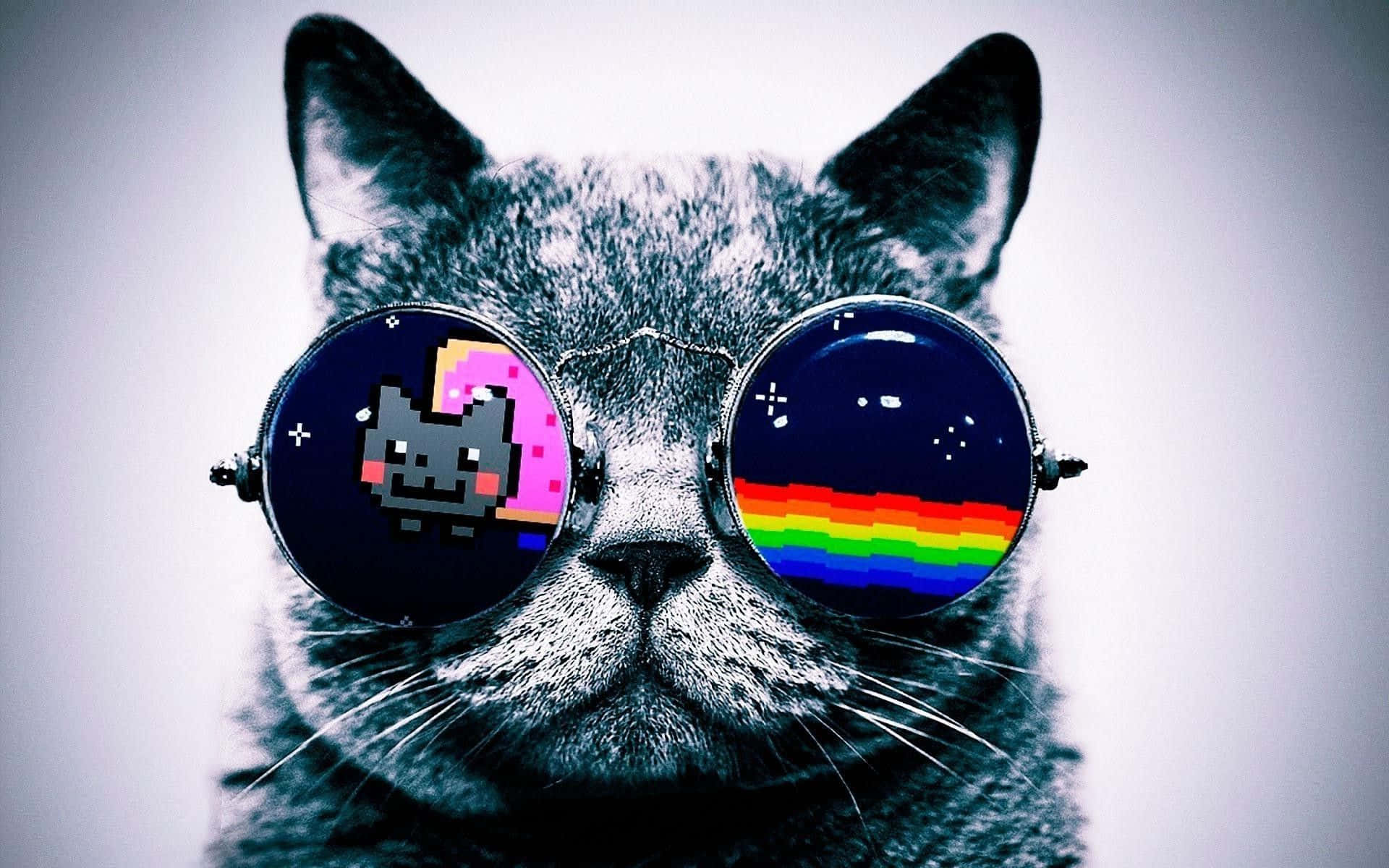 Grumpy Cat, rainbow, oversized sunglasses, Full HD Desktop Wallpaper