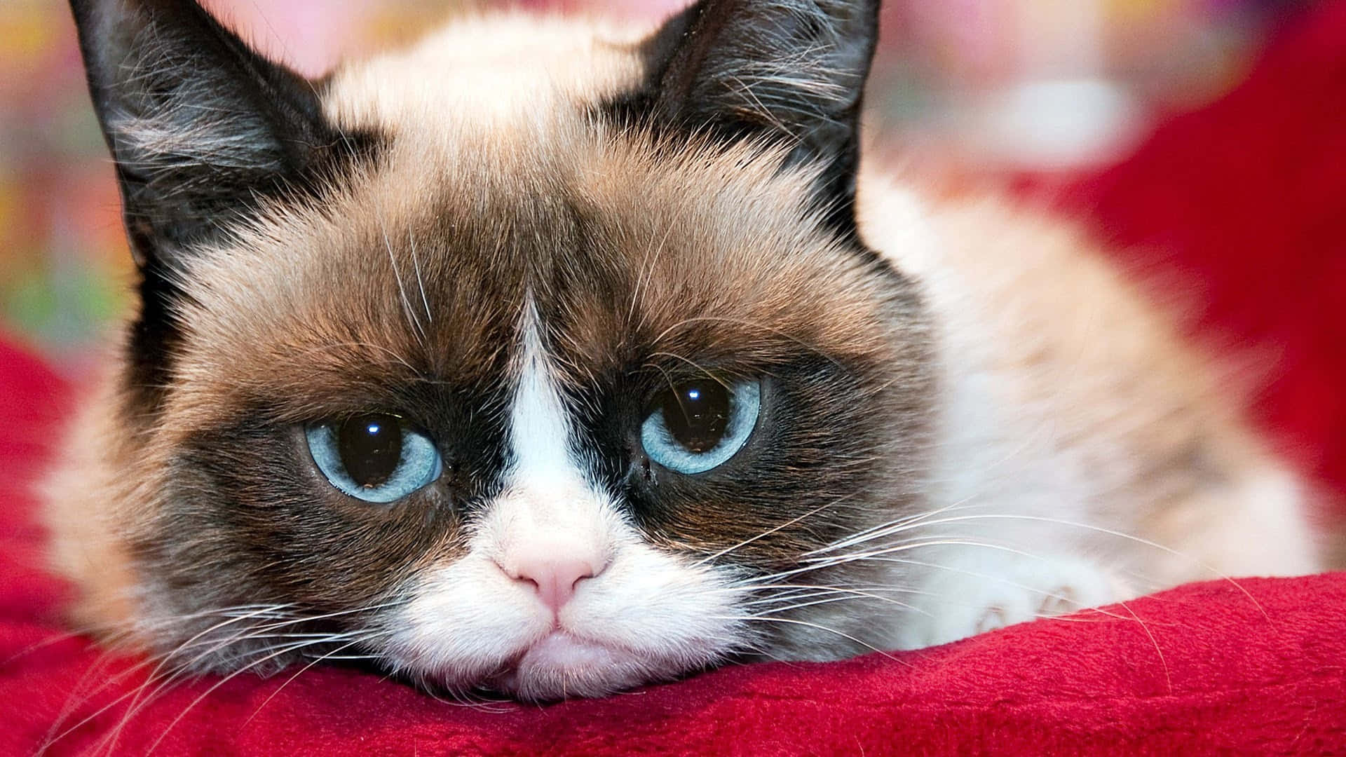 grumpy cat, blue eyes, red blanket, Full HD Desktop Wallpaper