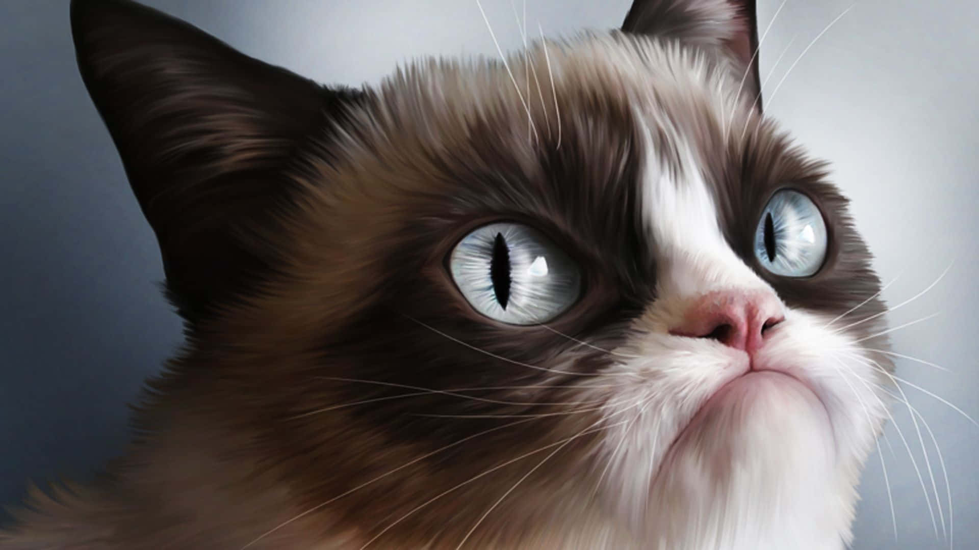 Grumpy Cat, wide blue eyes, furrowed brow, Full HD Desktop Wallpaper