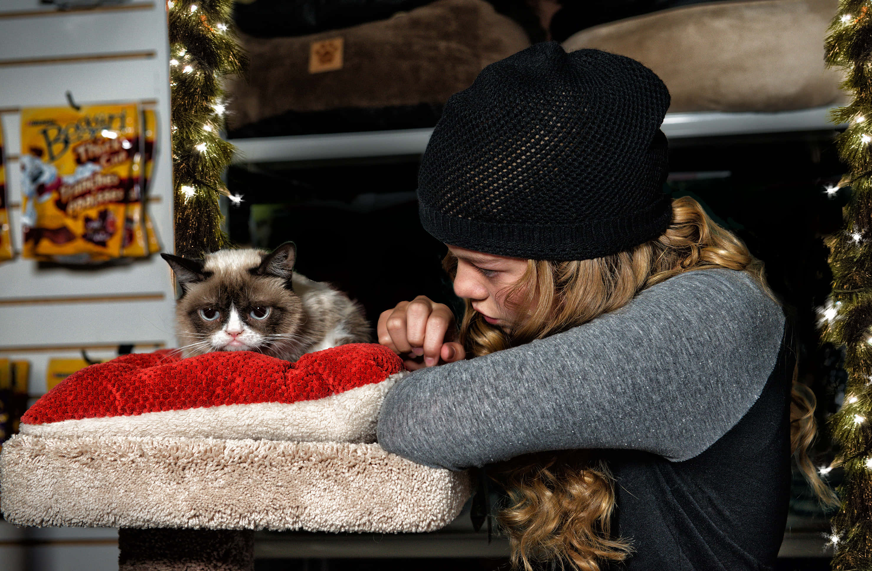 Grumpy Cat, black beanie, red and beige pet bed, 2K Desktop Wallpaper