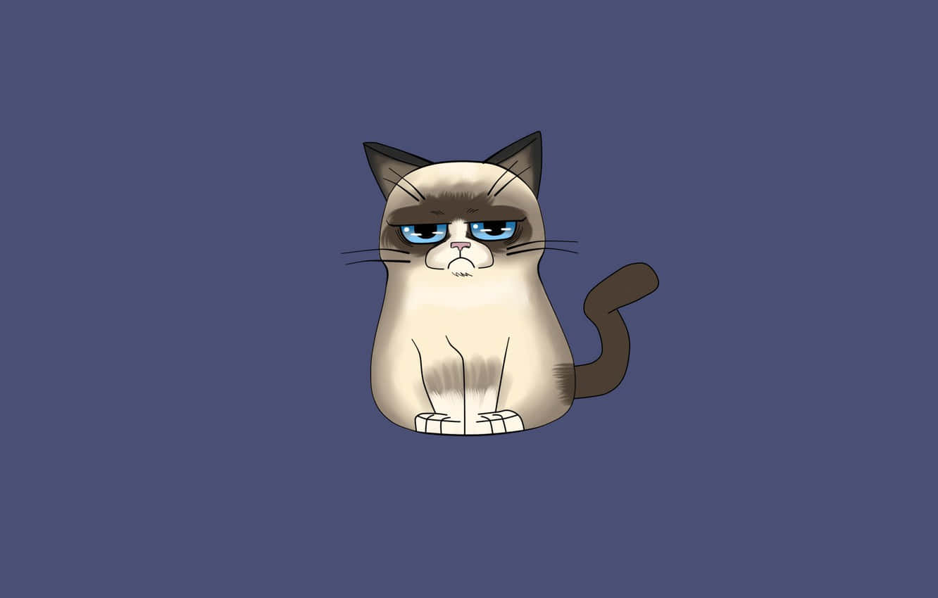 Grumpy Cat, blue eyes, grumpy expression, HD Desktop Wallpaper