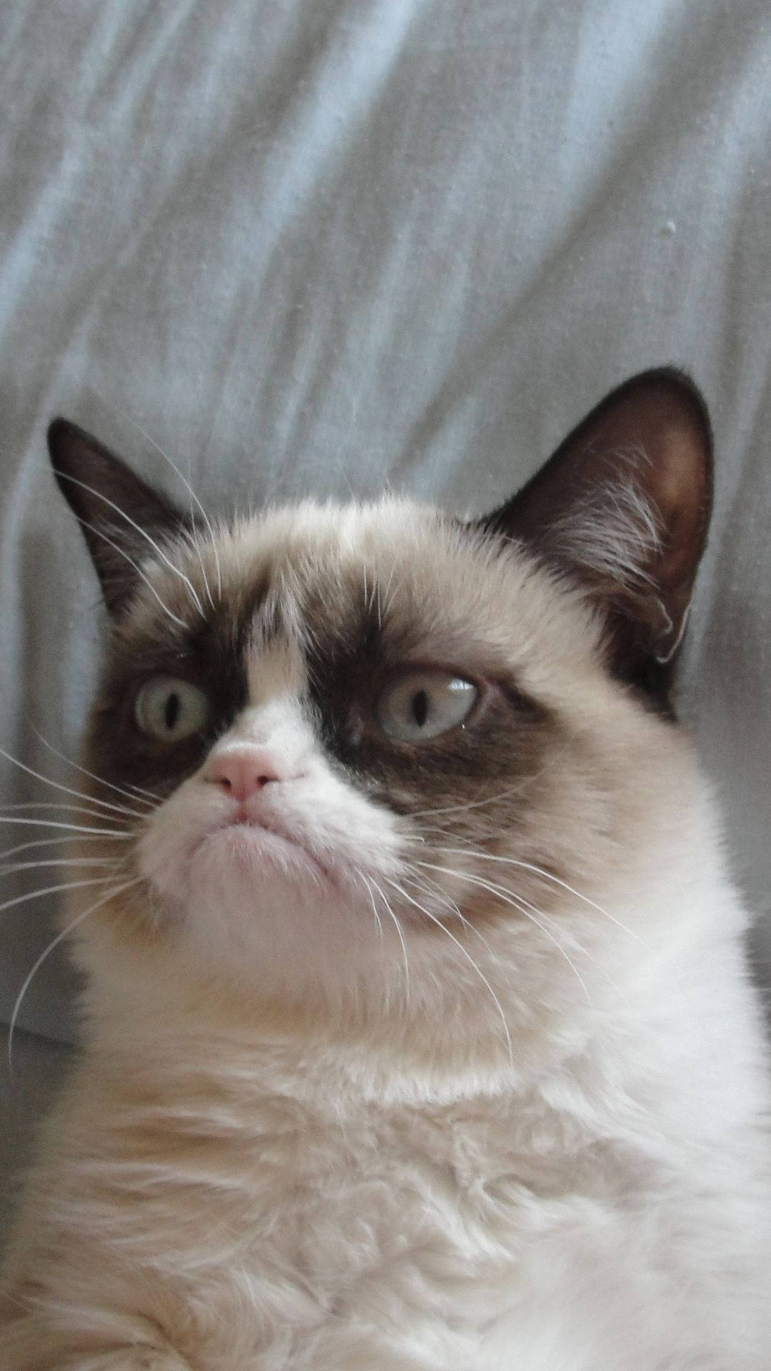 Grumpy Cat, fluffy cream and brown cat, famously grumpy expression, Full HD Phone Wallpaper