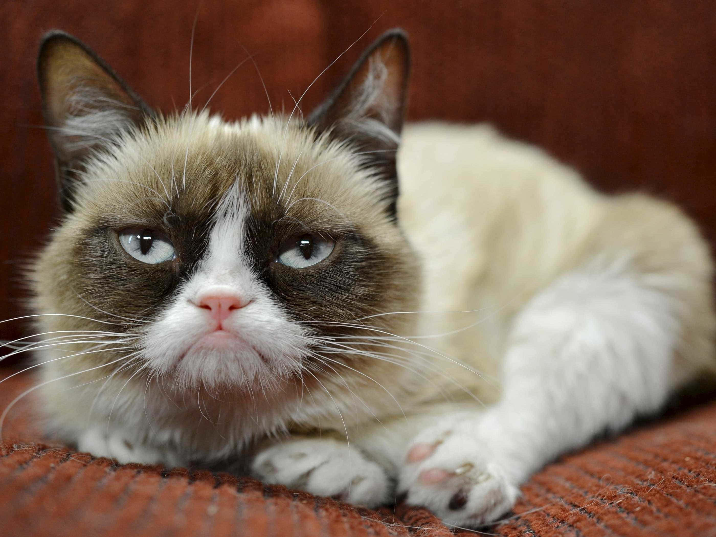 Grumpy Cat, furrowed brow, downturned mouth, 2K Desktop Wallpaper