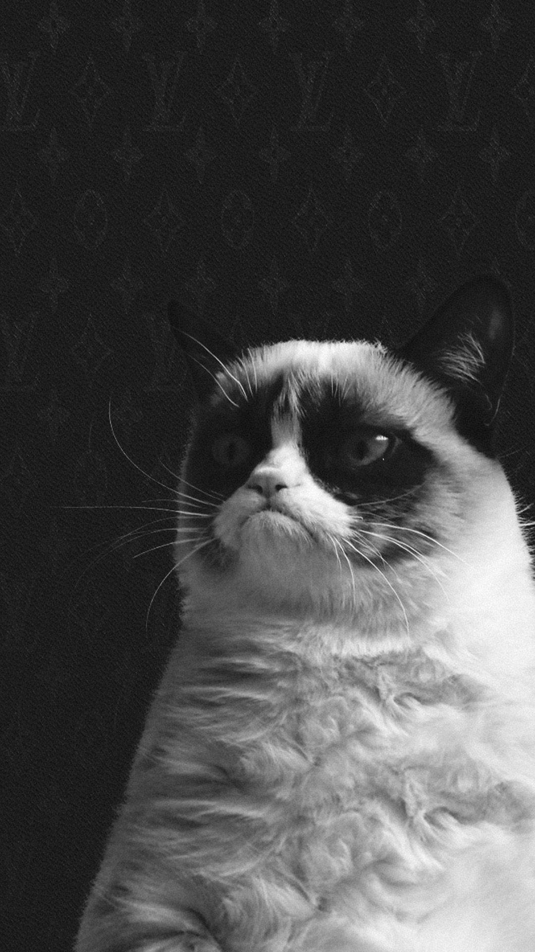 Grumpy Cat, monochrome, chubby, Full HD Phone Wallpaper
