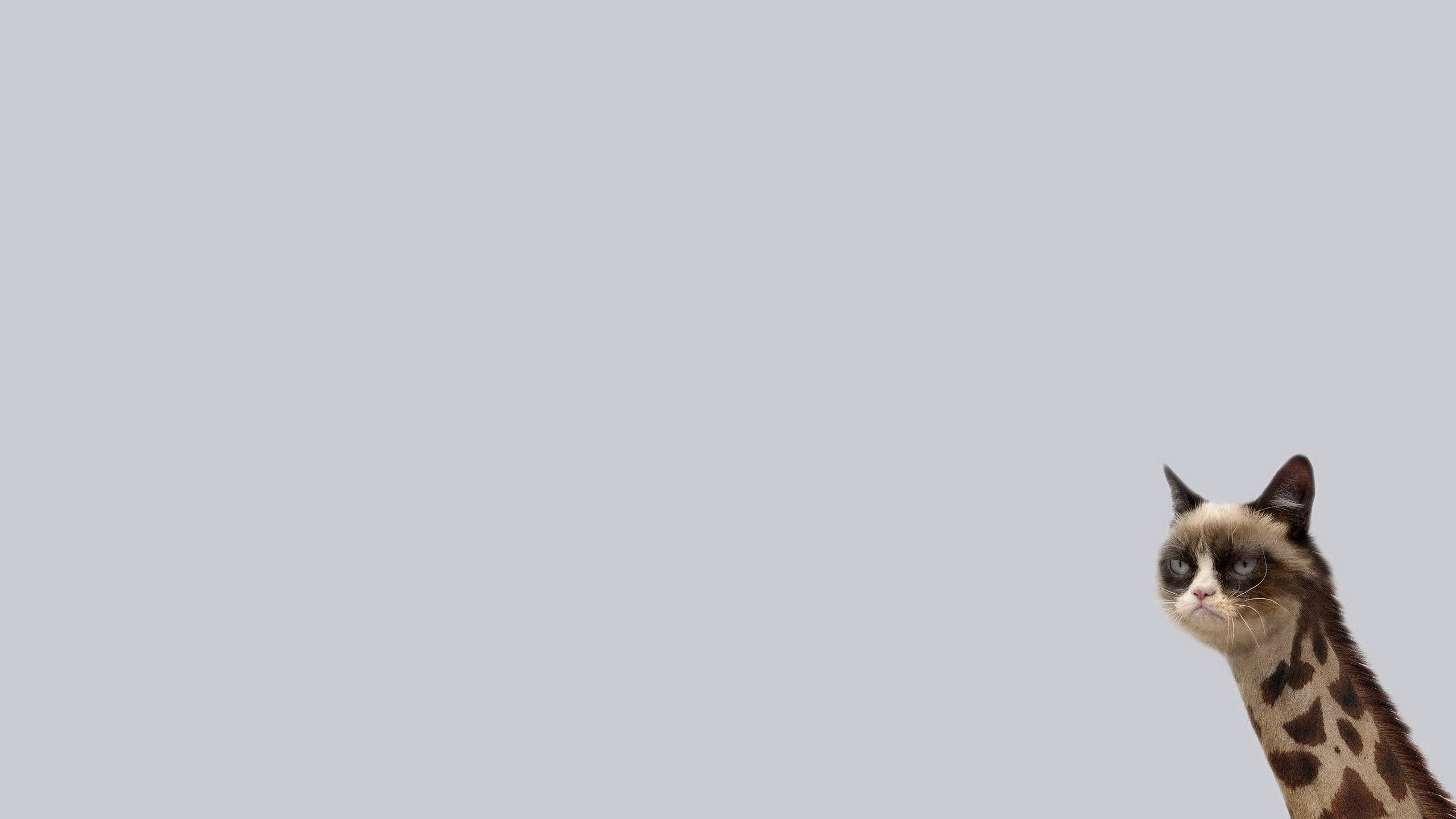 grumpy cat, beige, minimalist, 2K Desktop Wallpaper