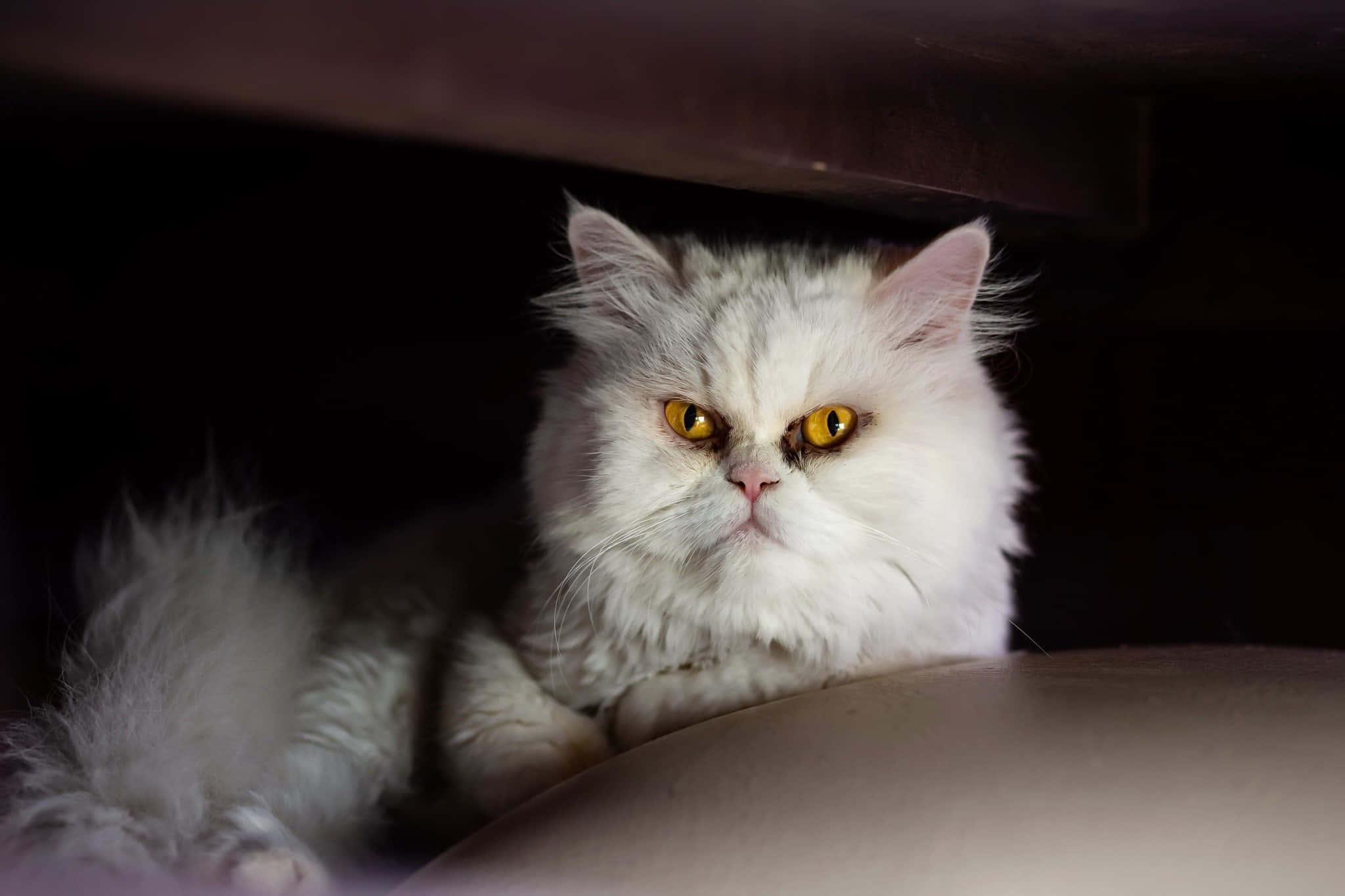 Grumpy Cat, fluffy white Persian cat, striking yellow eyes, Full HD Desktop Wallpaper