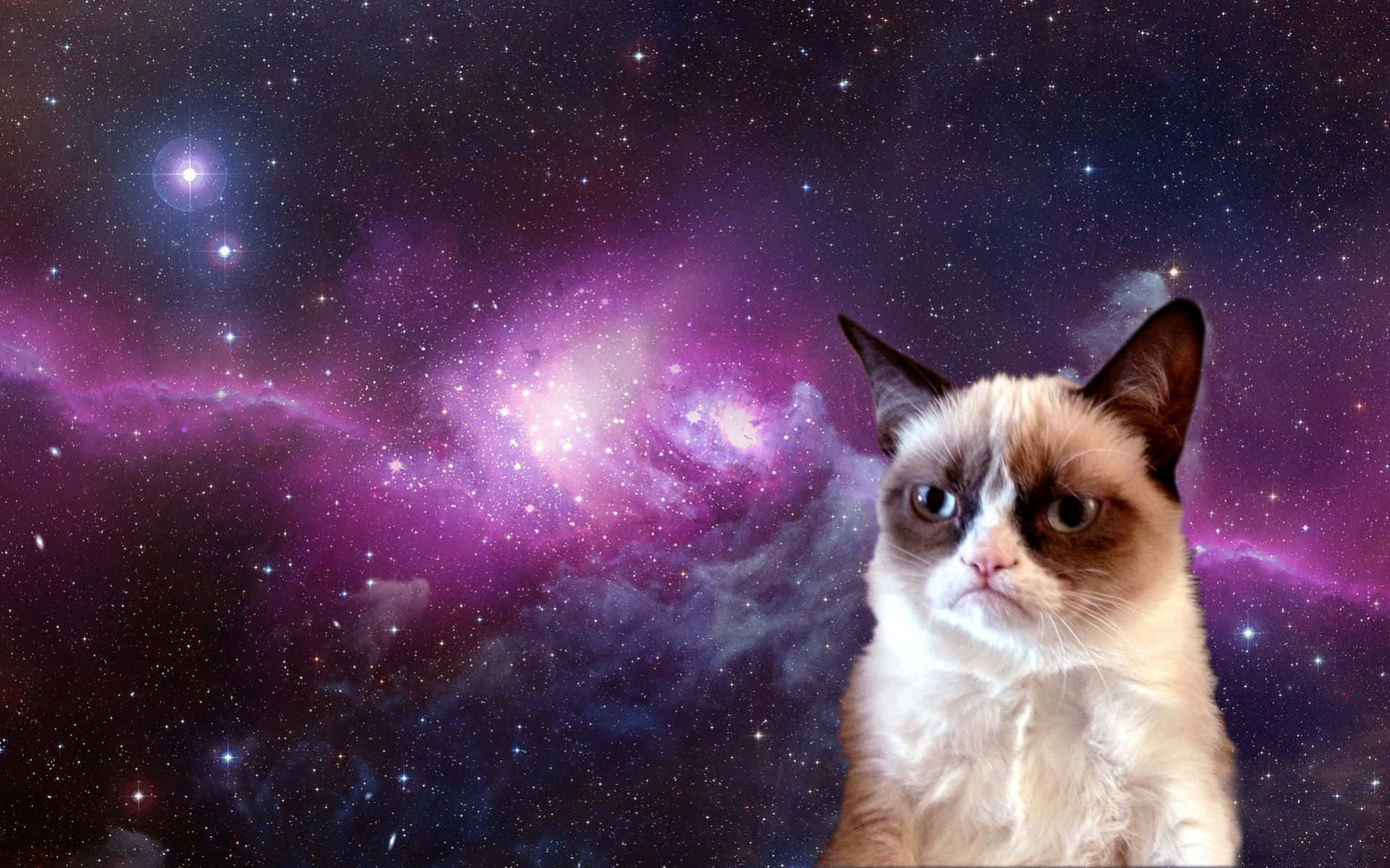 Grumpy Cat, vibrant purple and blue cosmic nebula, stars, HD Desktop Wallpaper