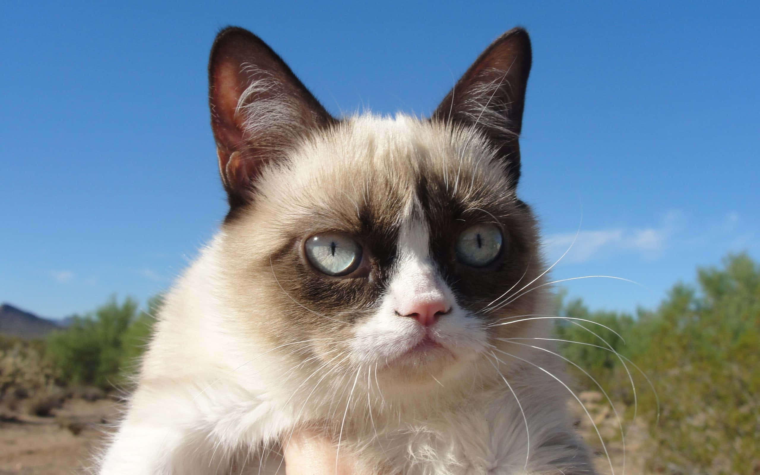 Grumpy Cat, blue eyes, bright blue sky, 2K Desktop Wallpaper