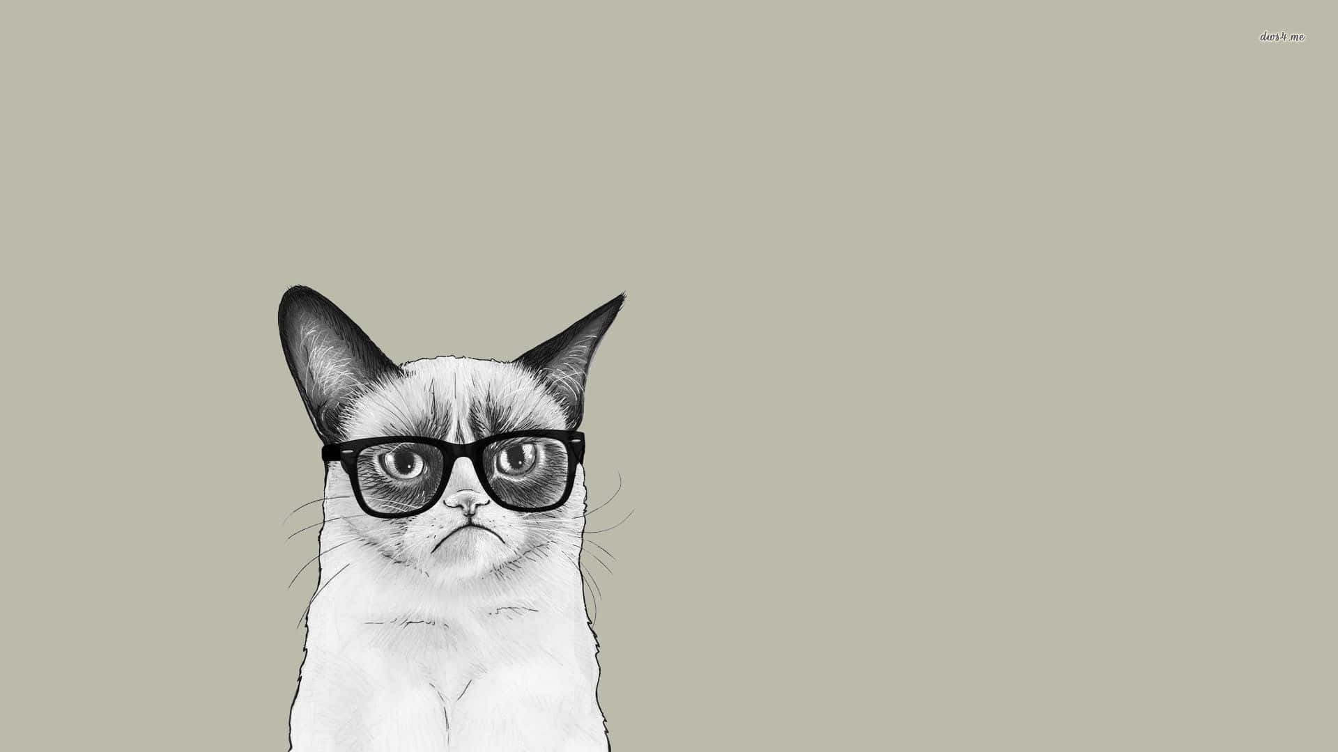 Grumpy Cat, black-rimmed glasses, frown, Full HD Desktop Wallpaper