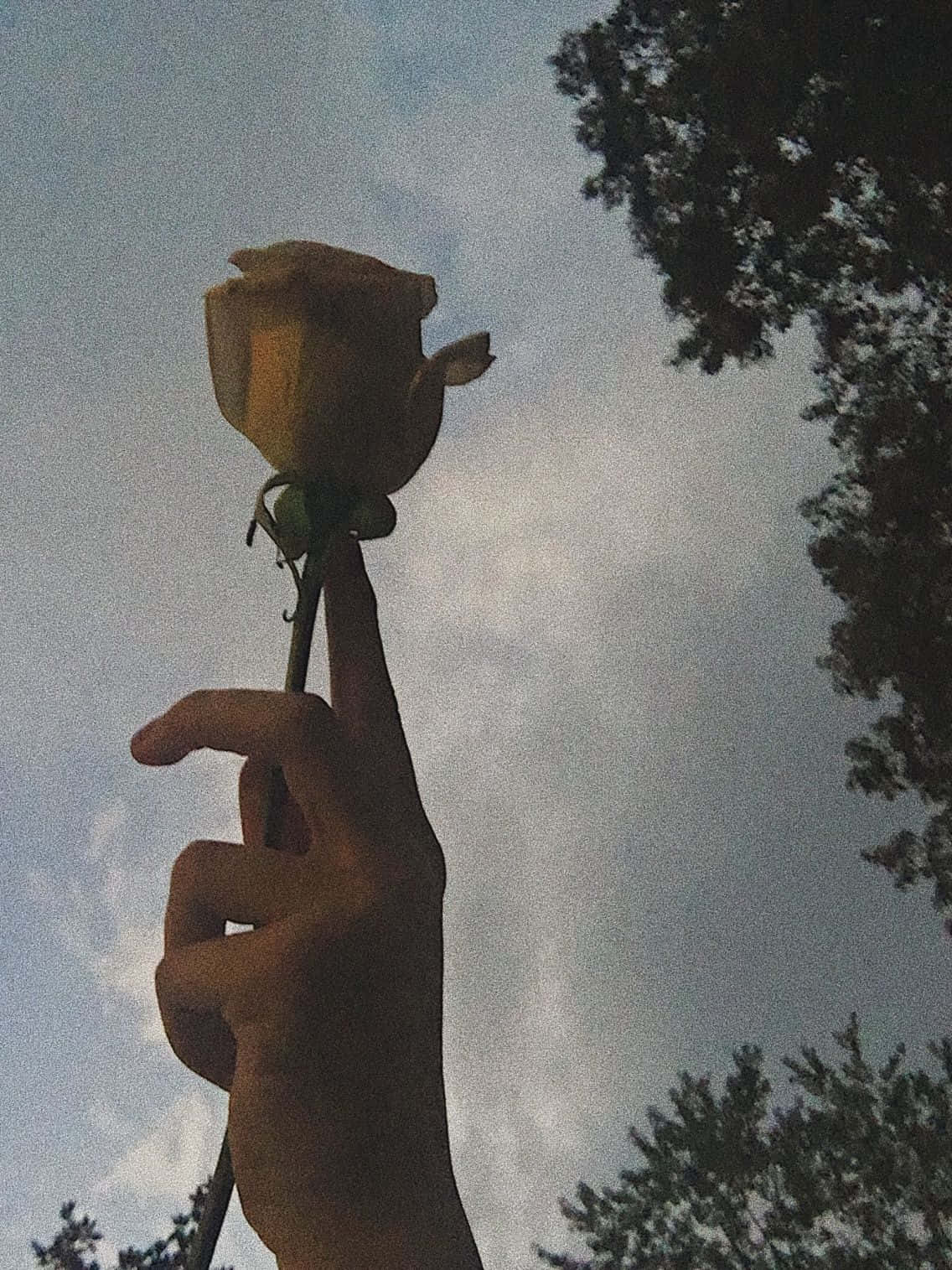 vintage grunge aesthetic, yellow rose, cloudy sky, HD Phone Wallpaper