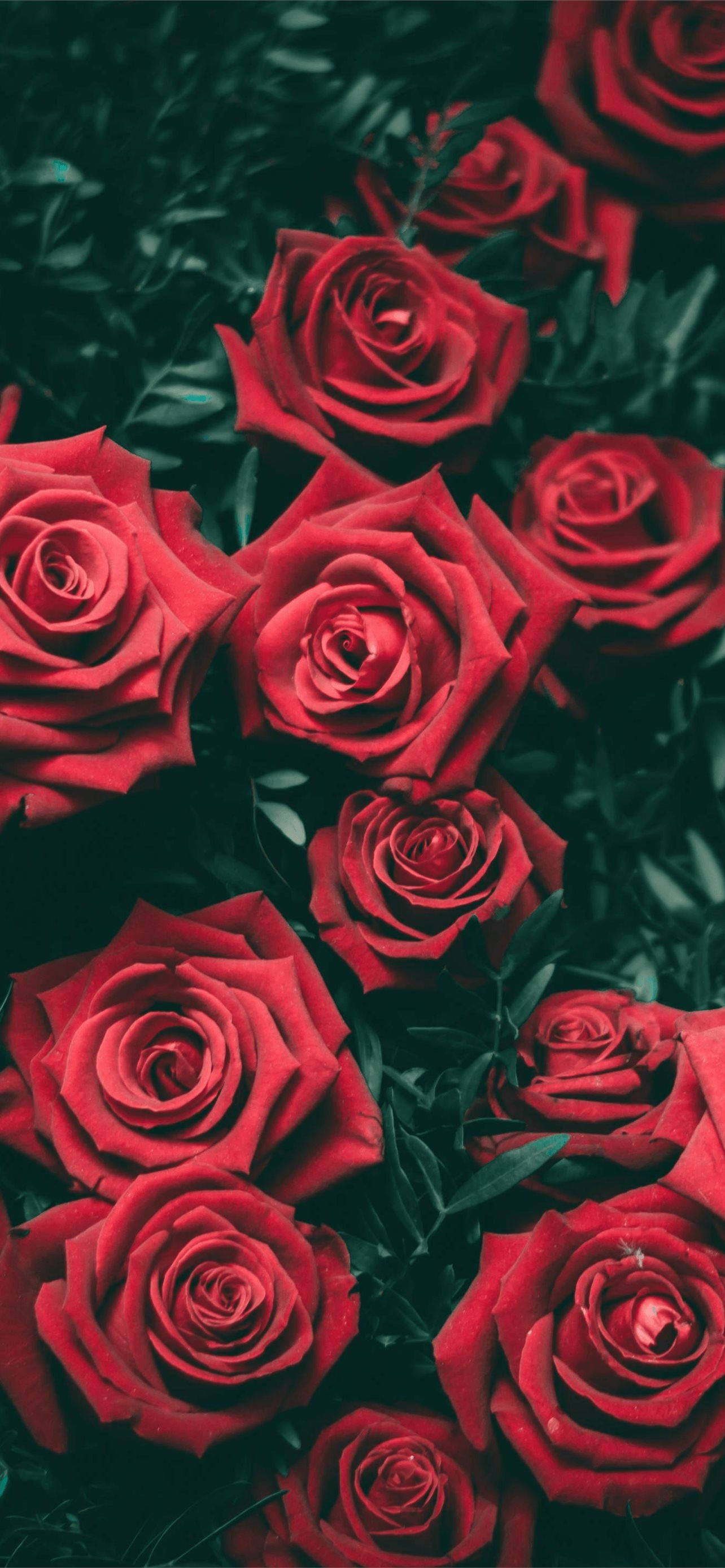 Goth Aesthetic, vibrant red roses, deep green foliage, 2K Phone Wallpaper