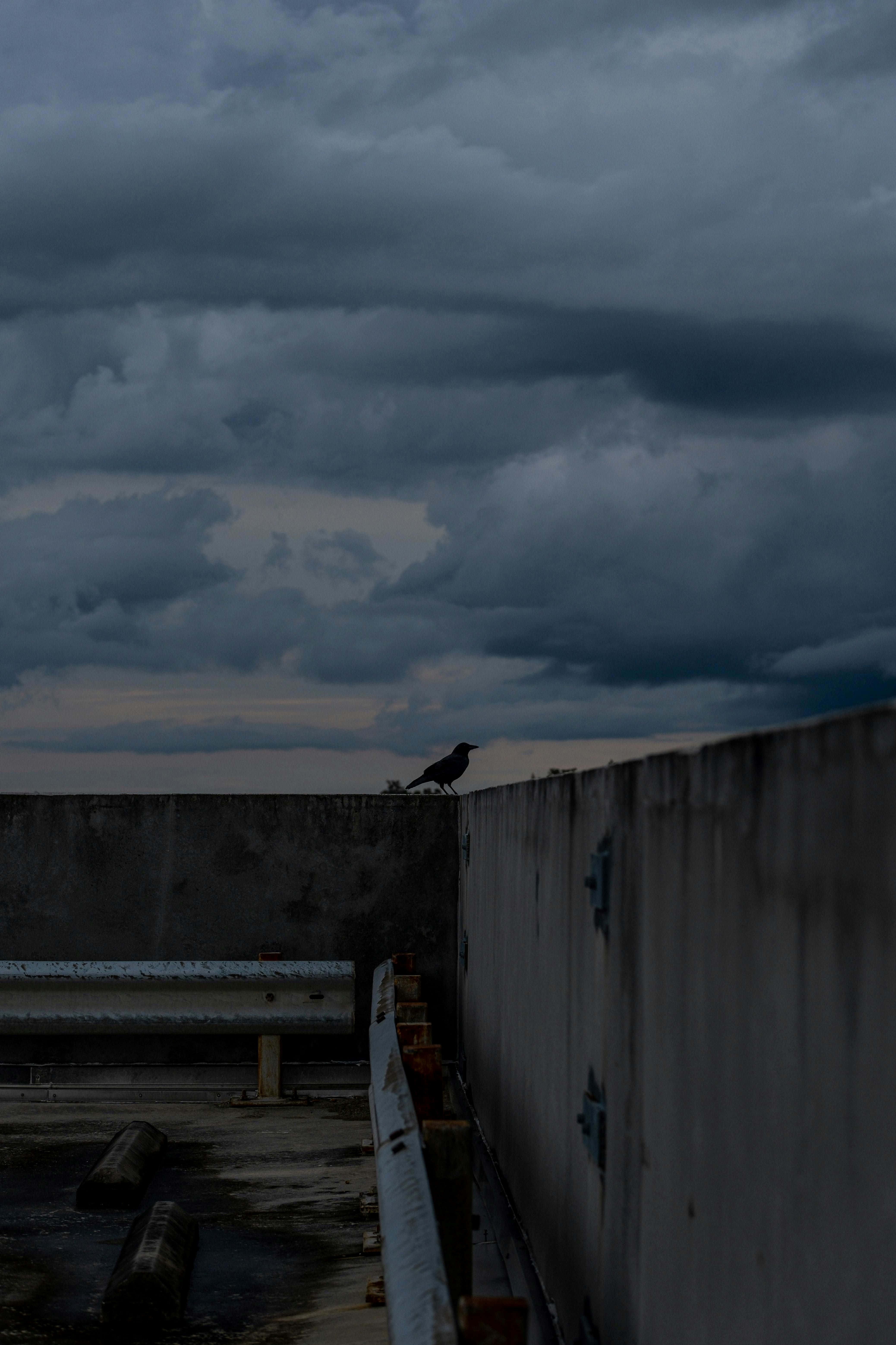 grunge grey skyline, crow, weathered concrete wall, 5K Phone Wallpaper