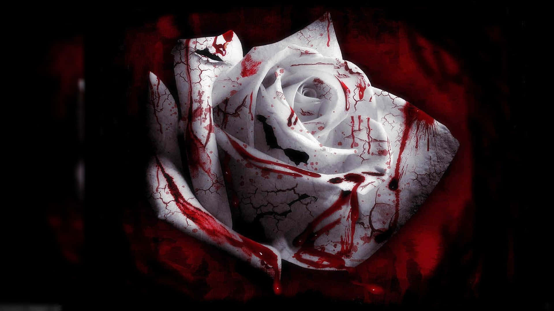 stark white rose, blood splatters, cracks, Full HD Desktop Wallpaper