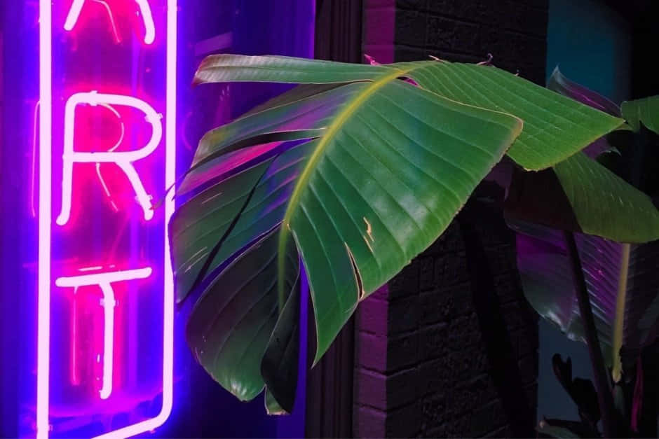 neon purple grunge aesthetic, neon sign, pink and purple, SD Desktop Wallpaper