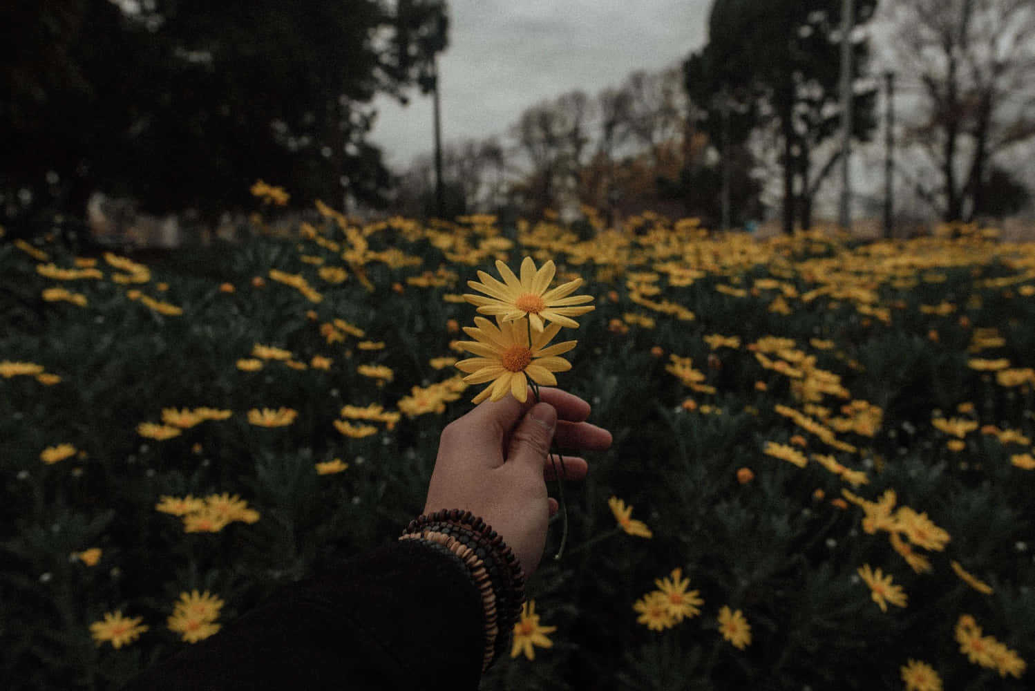 daisies, vast field of similar flowers, overcast sky, HD Desktop Wallpaper