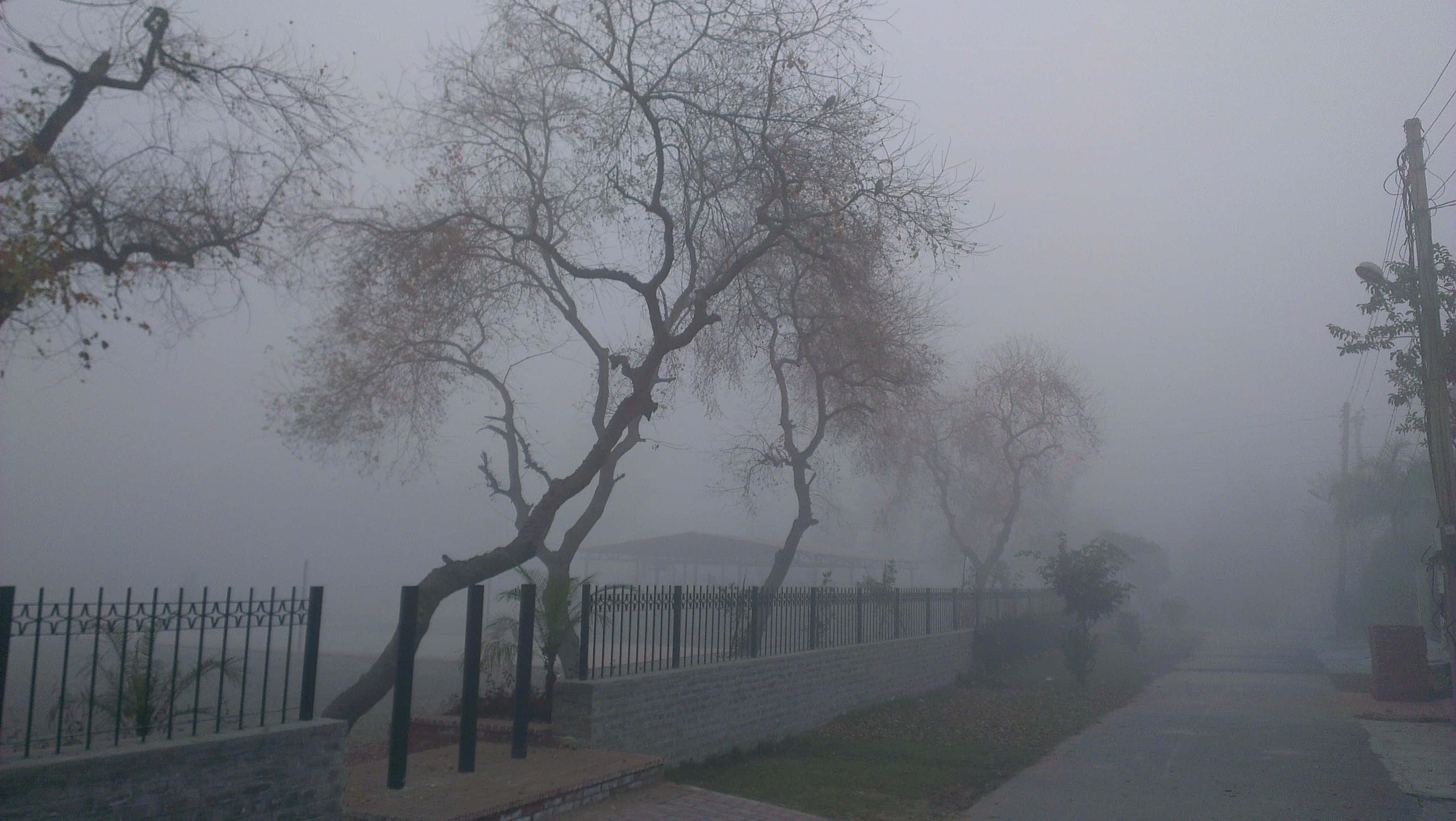 foggy street, bare trees, black fence, 2K Desktop Wallpaper