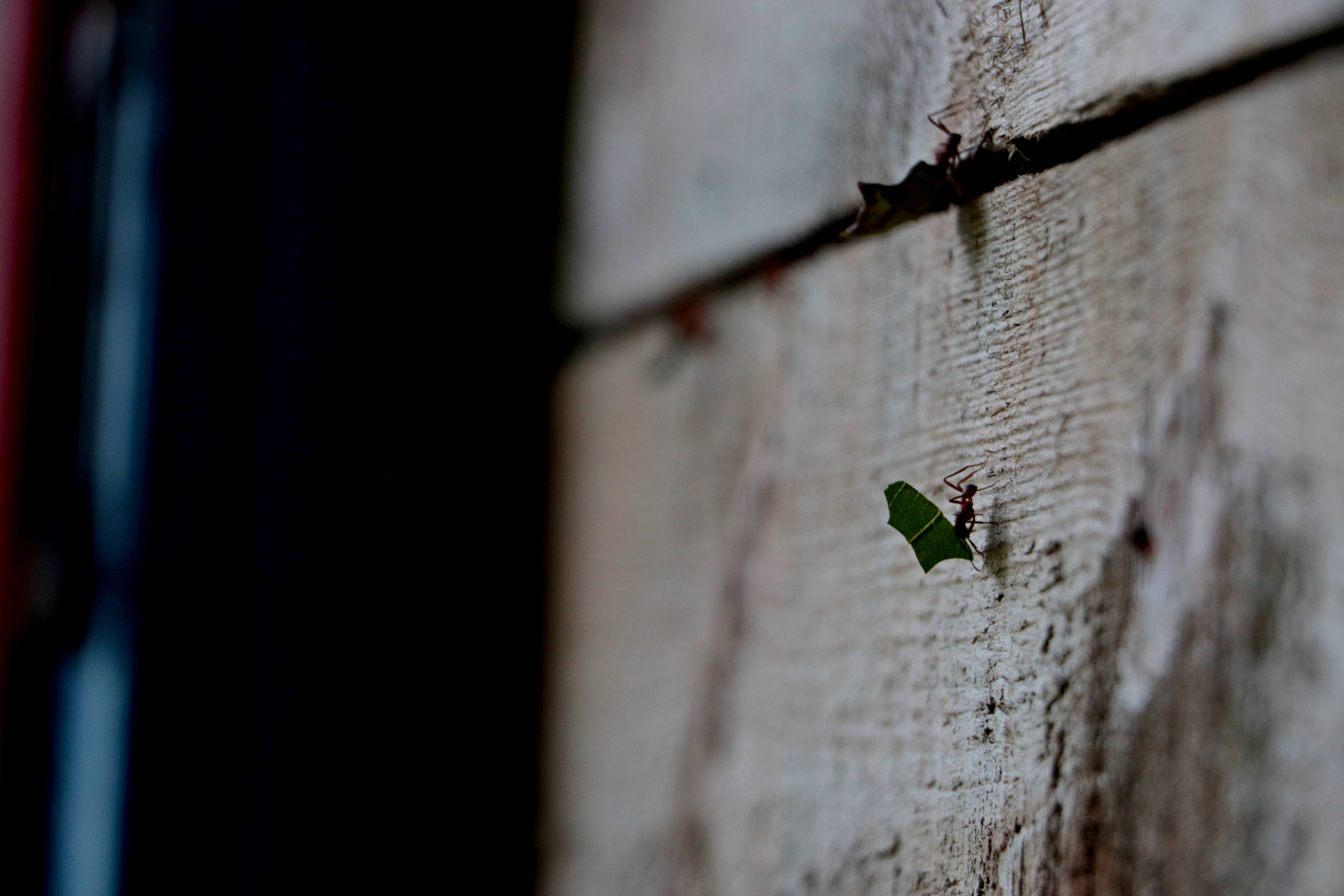 Guadeloupe, leaf-cutter ant, green leaf fragment, 5K Desktop Wallpaper