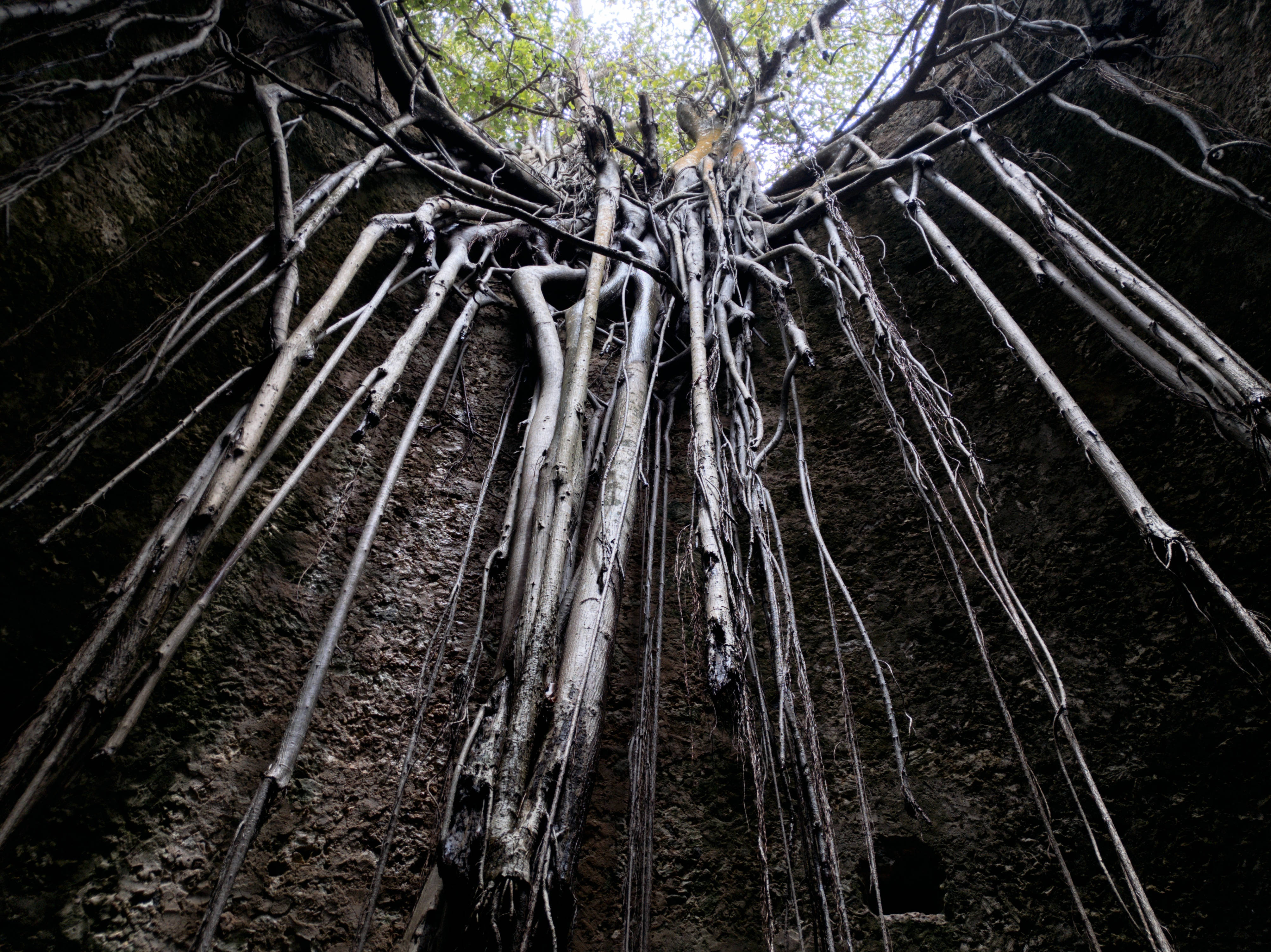 Guadeloupe, Bambusoideae, tree roots, 4K Desktop Wallpaper