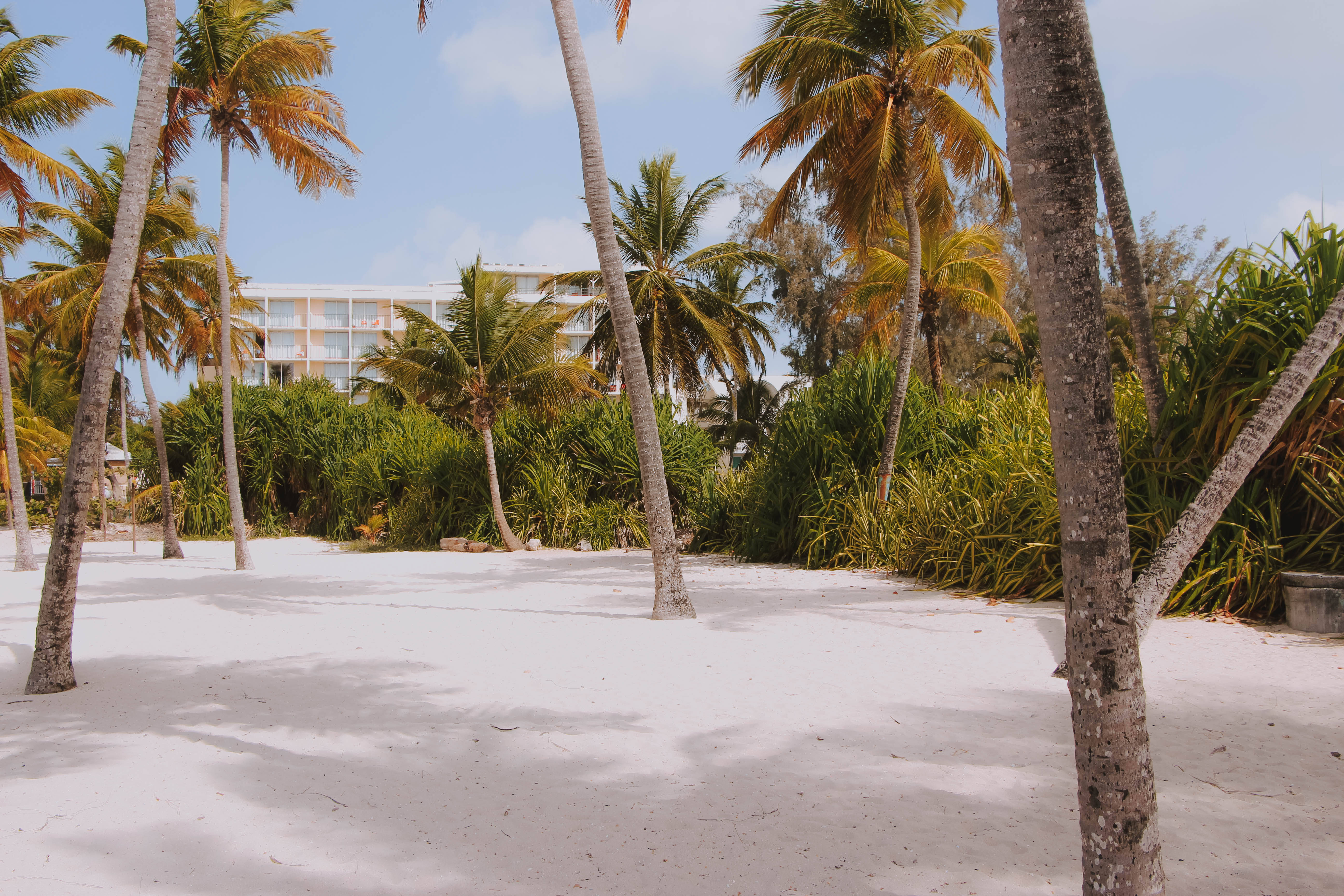 Guadeloupe, coconut trees, white sandy beach, 5K Desktop Wallpaper