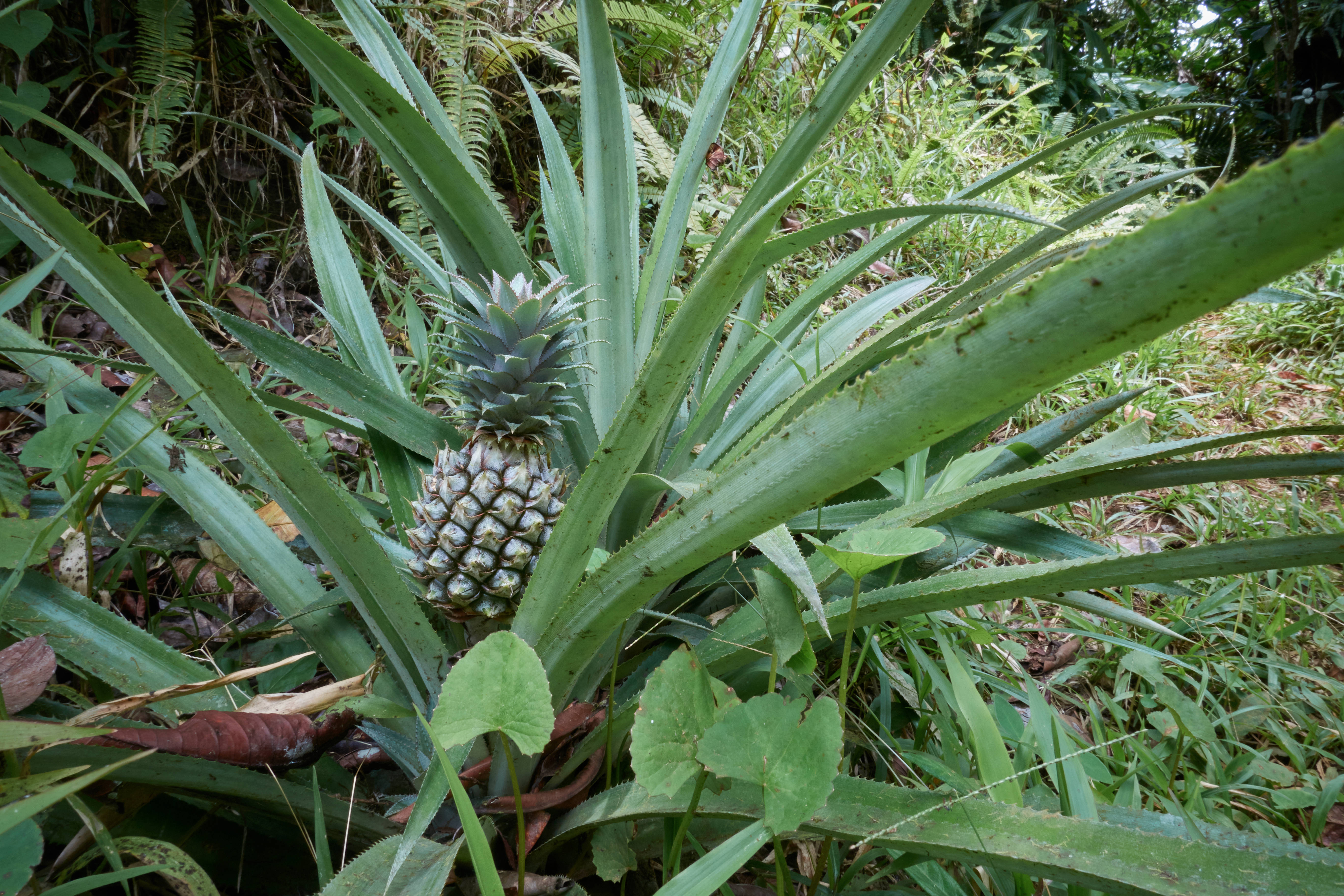 Guadeloupe, pineapple plant, tropical forest floor, 5K Desktop Wallpaper