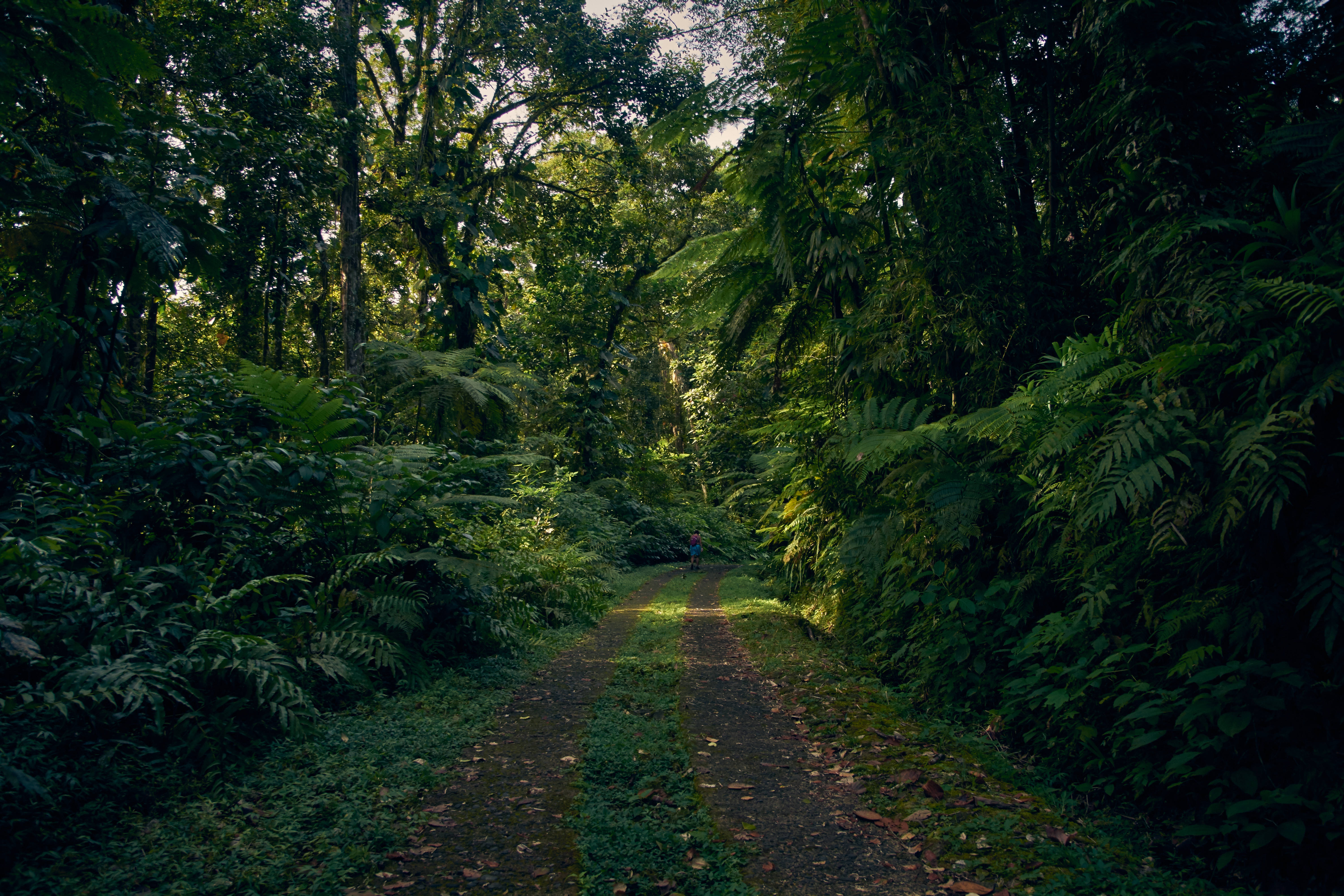Guadeloupe, rainforest pathway, tropical forest, 5K Desktop Wallpaper