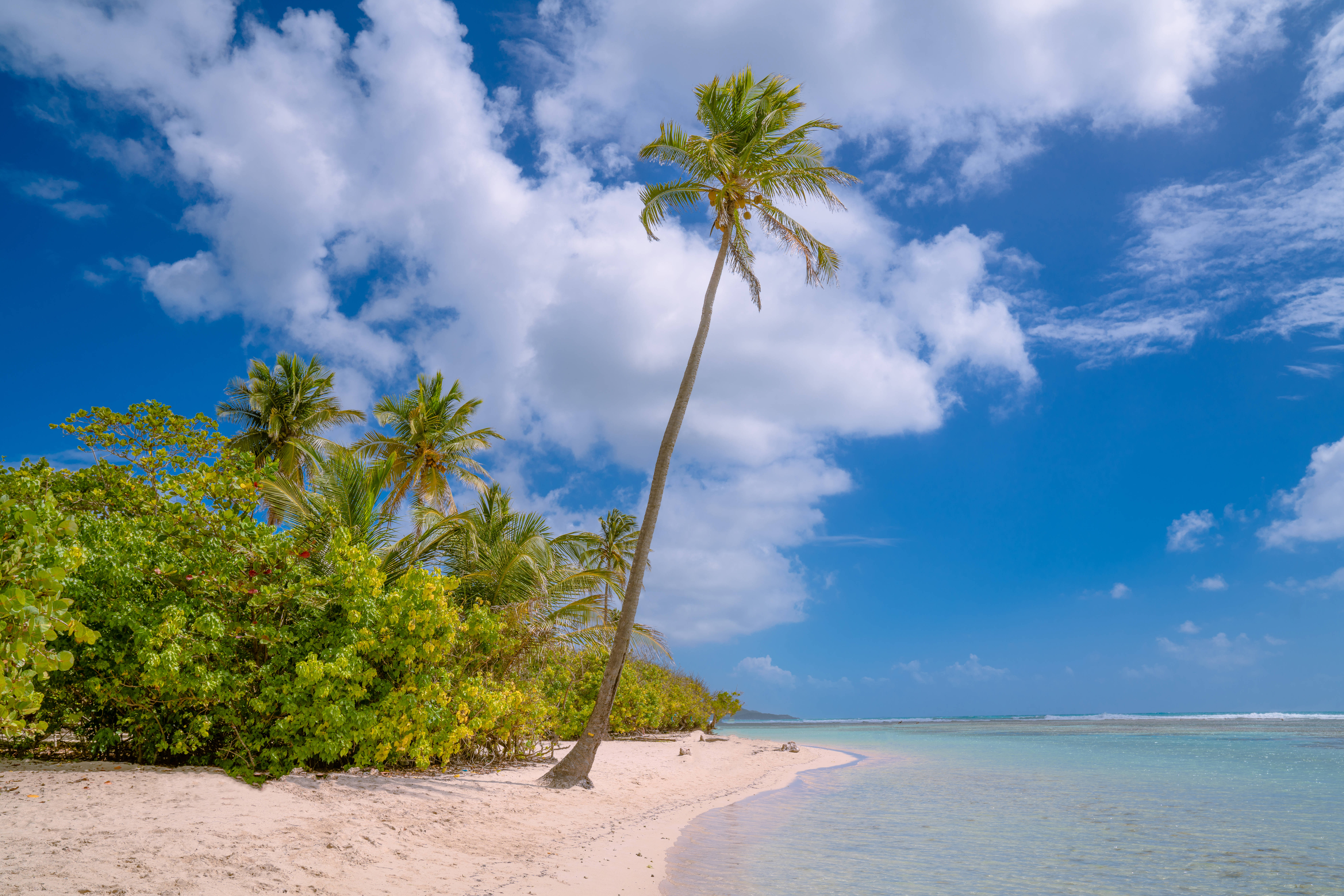 Guadeloupe, single coconut tree, white sand beach, 8K Desktop Wallpaper