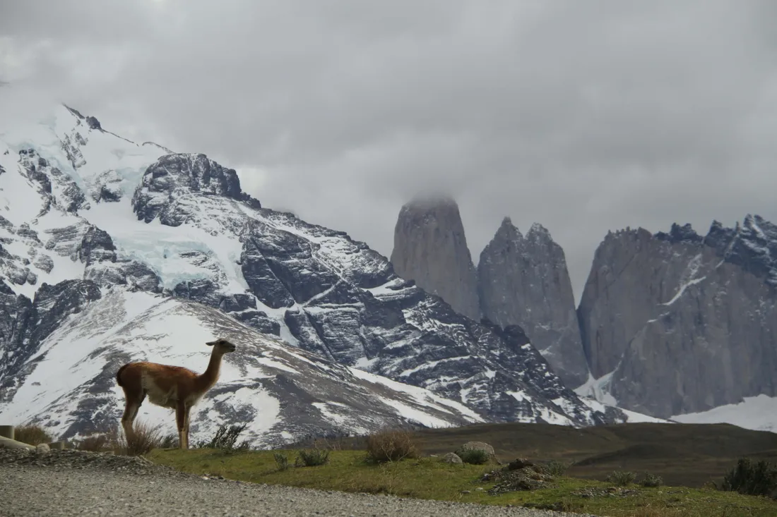 Guanaco