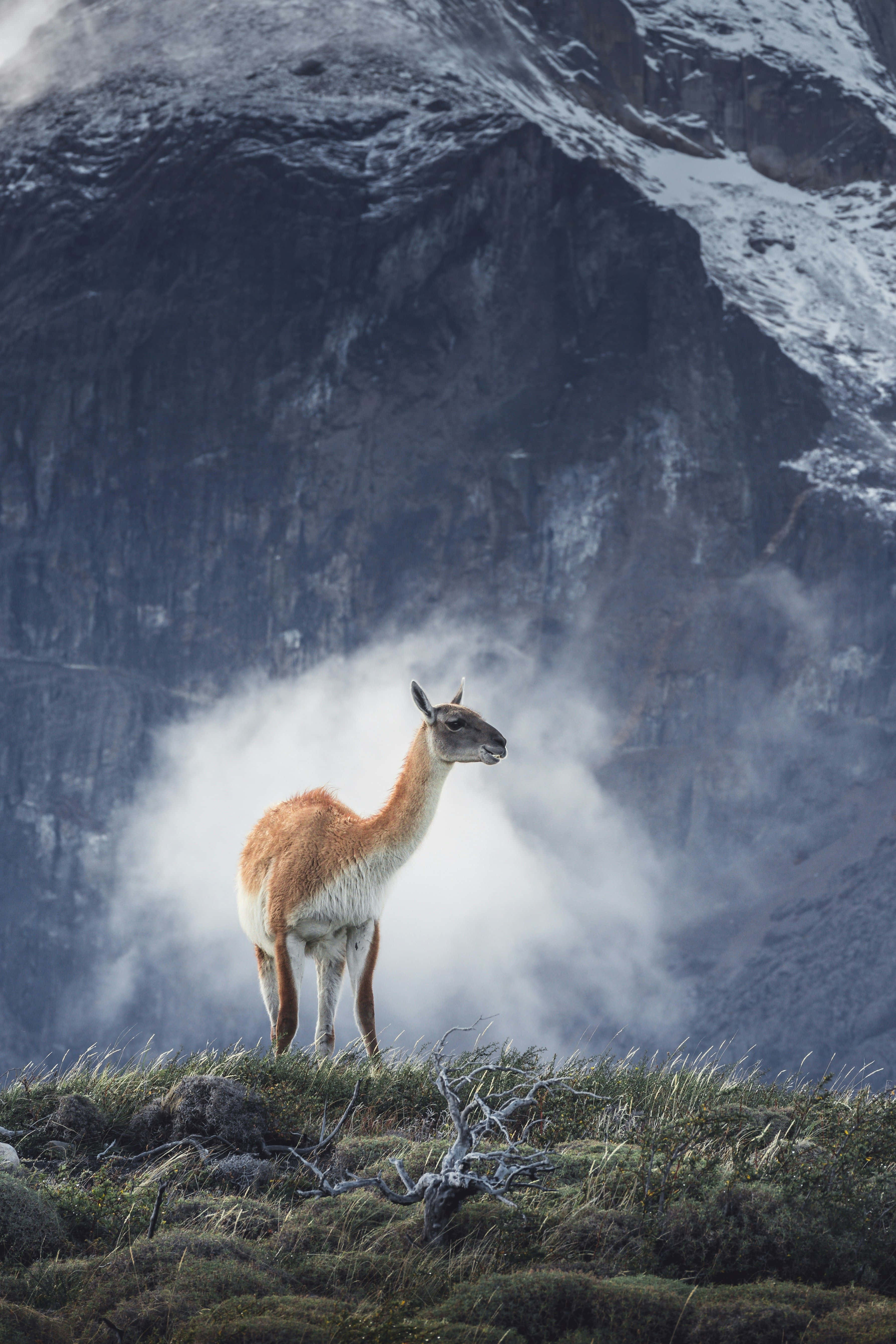 guanaco, misty mountain ridge, snow-dusted cliffs, 5K Phone Wallpaper