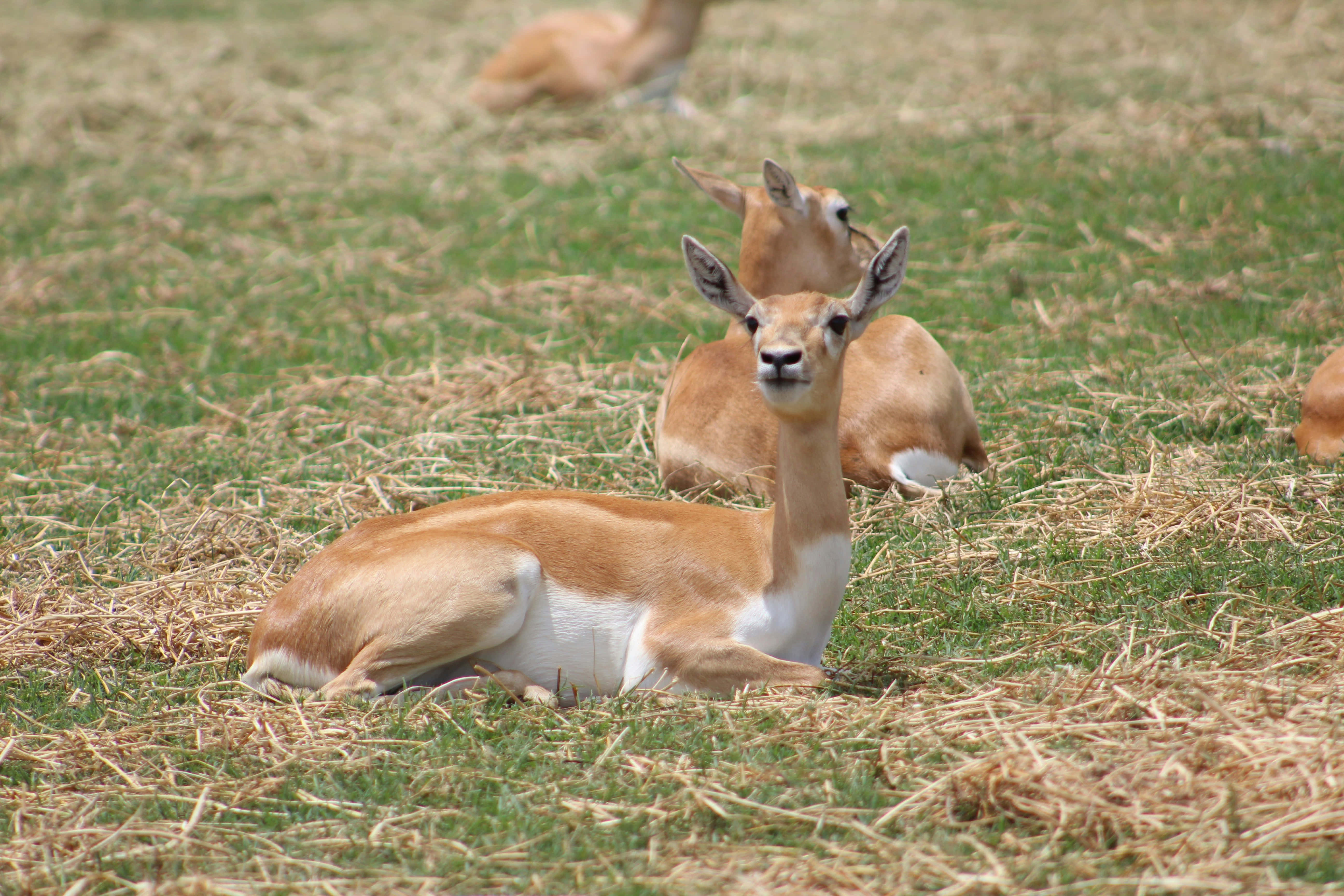 Guanaco, field, green grass, 5K Desktop Wallpaper