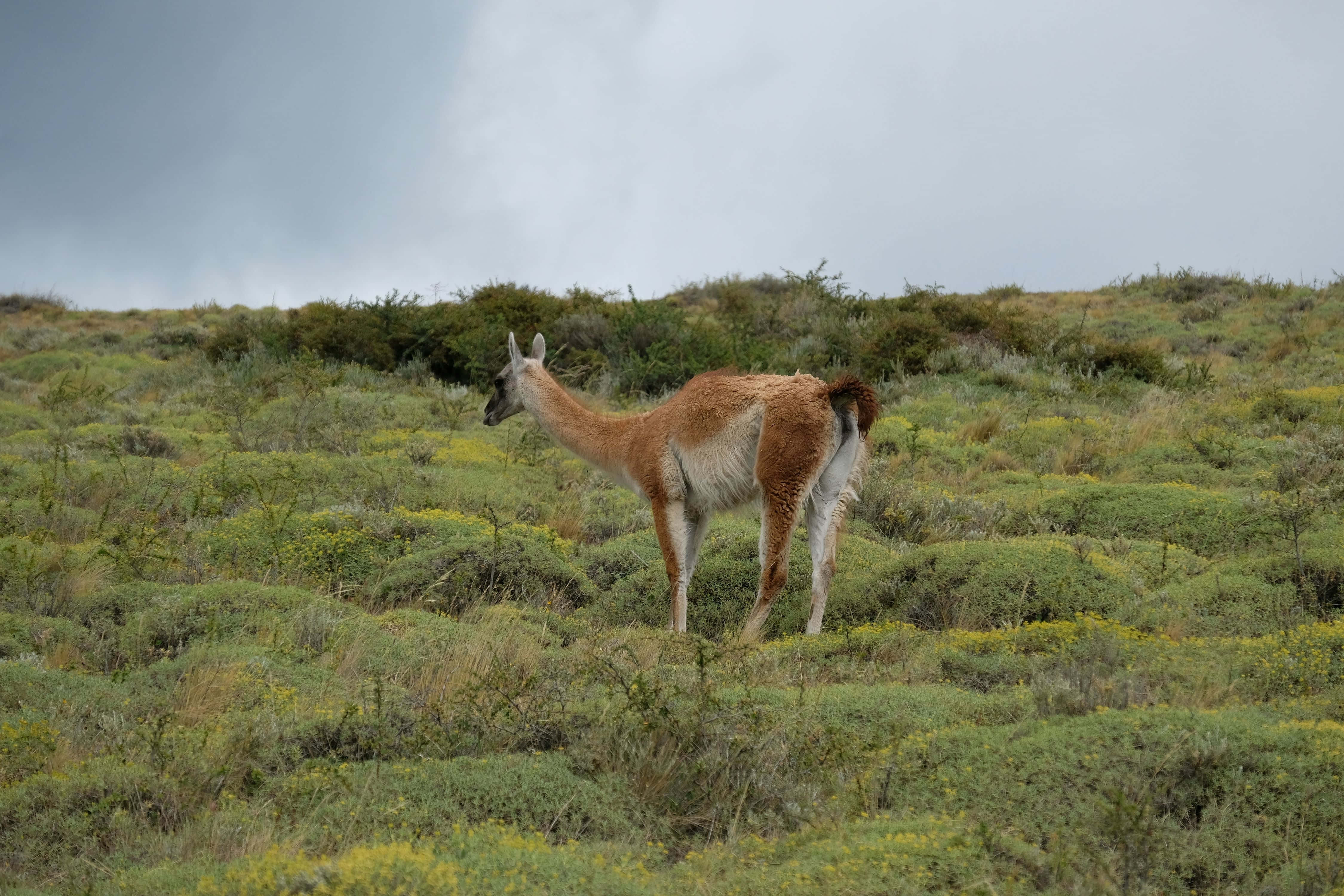 Guanaco, windswept grassy field, overcast sky, 4K Desktop Wallpaper