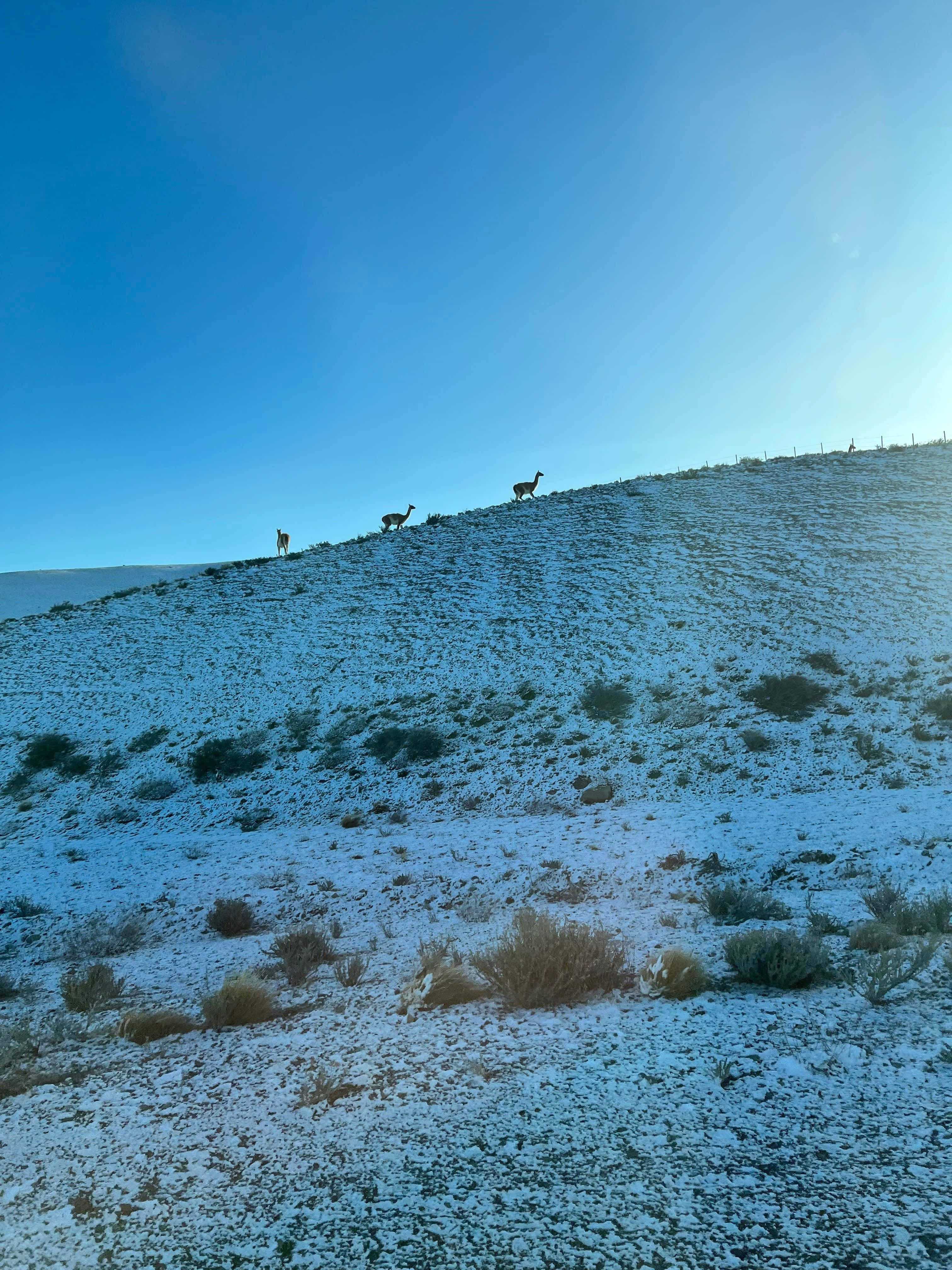 Guanaco, snowy hillside, clear blue sky, 4K Phone Wallpaper