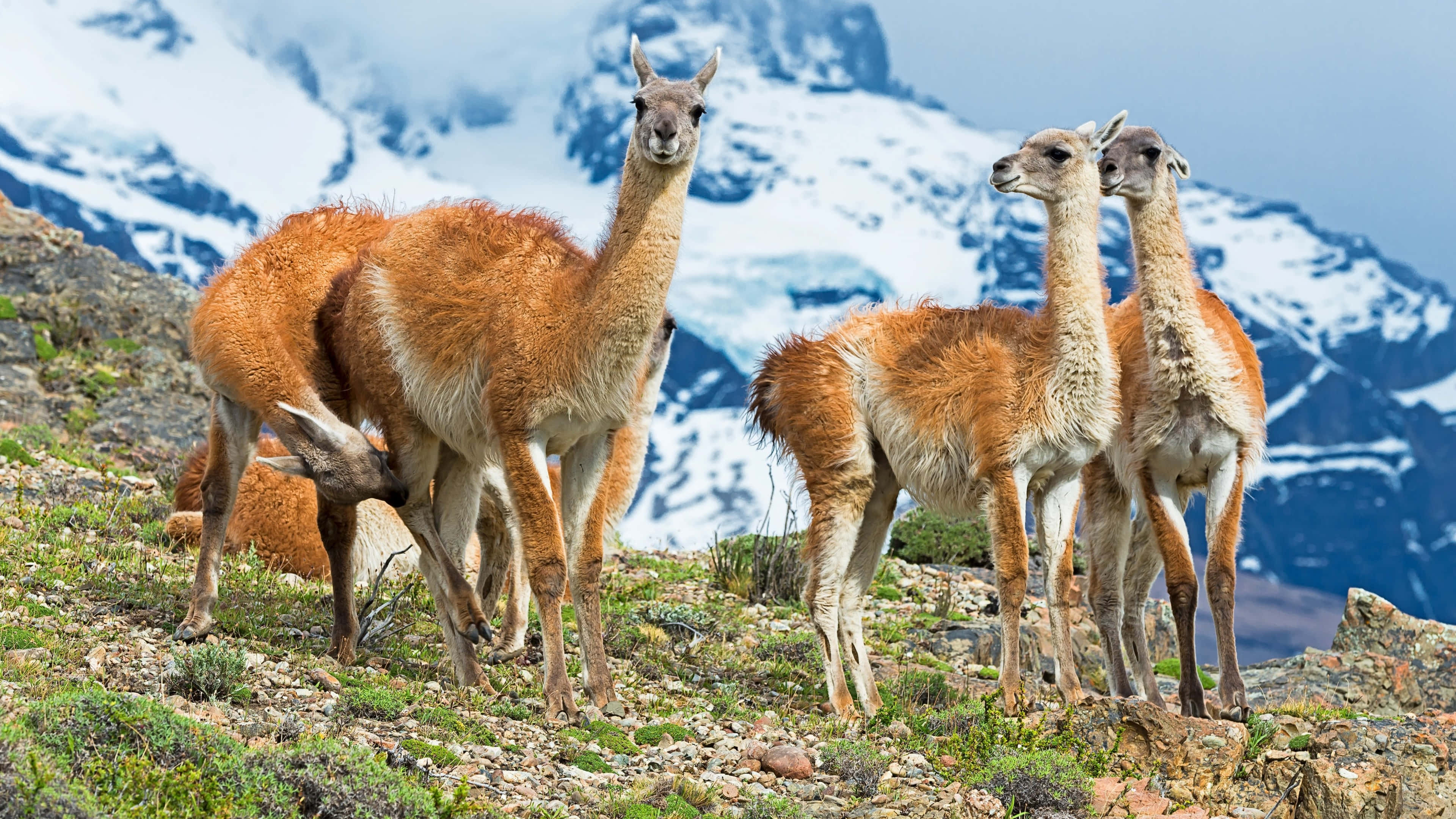 guanacos, mountainous habitat, rocky hillside, 4K Desktop Wallpaper