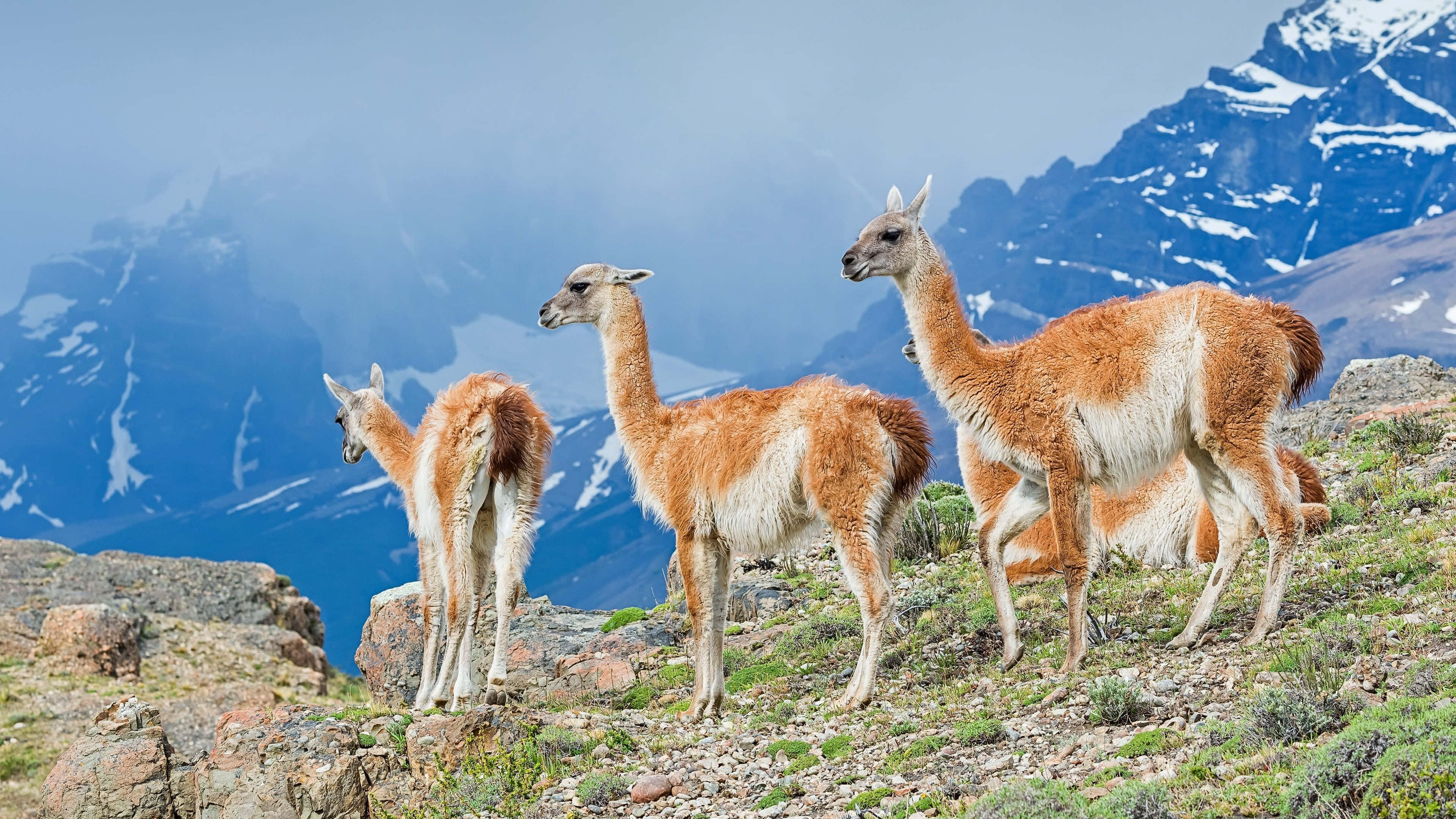 guanacos, mountainous habitat, rocky alpine slope, 4K Desktop Wallpaper