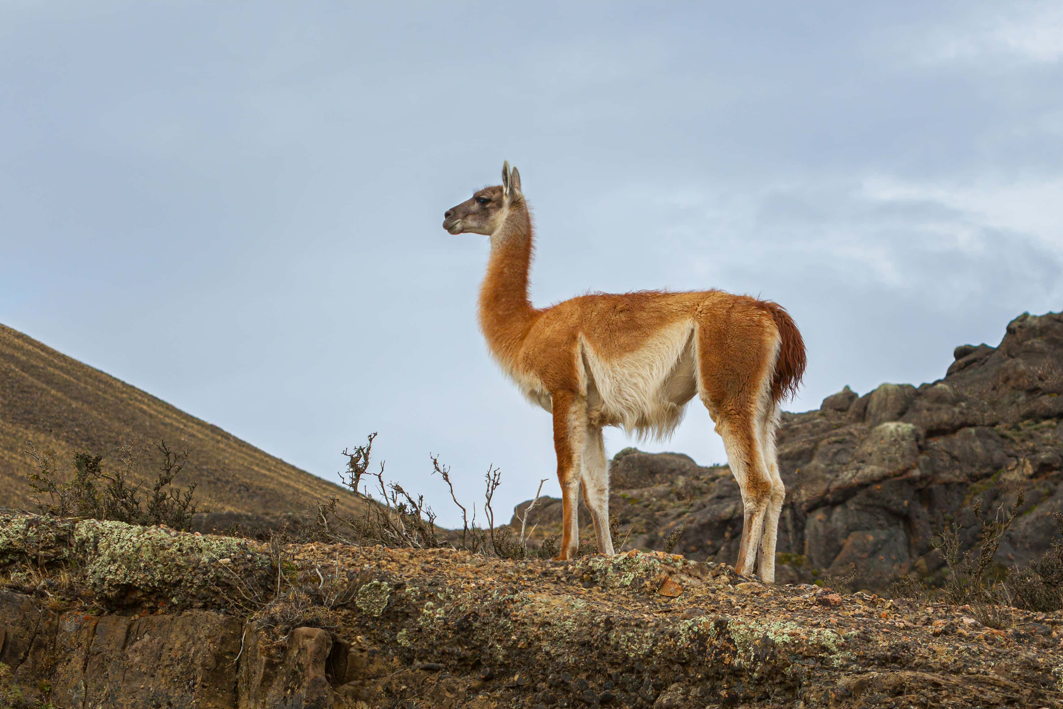 Guanaco, rocky hillside, pale sky, 2K Desktop Wallpaper