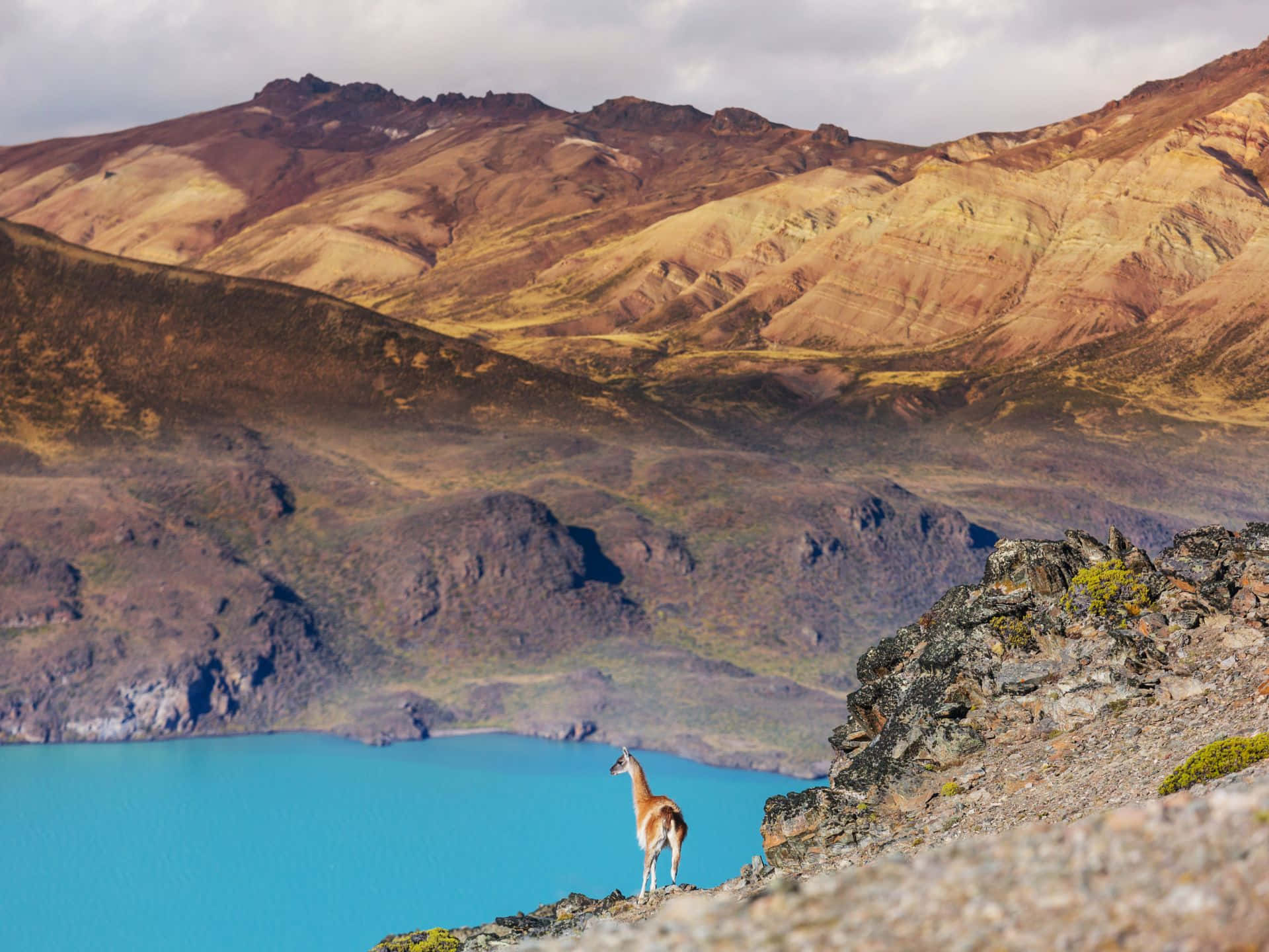 guanaco, mountain lake, vivid turquoise lake, Full HD Desktop Wallpaper