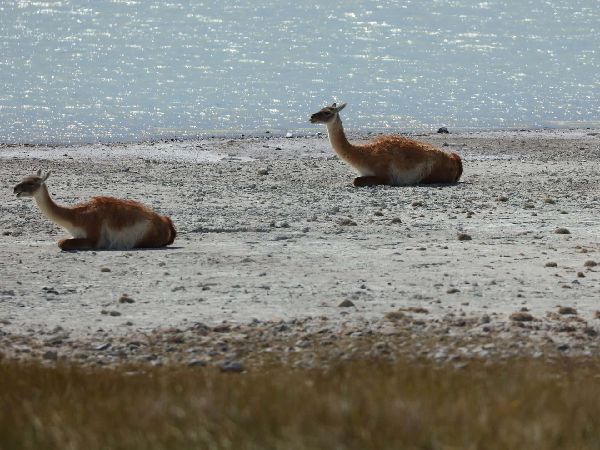 Guanaco, waterfront, sunlit, Full HD Desktop Wallpaper