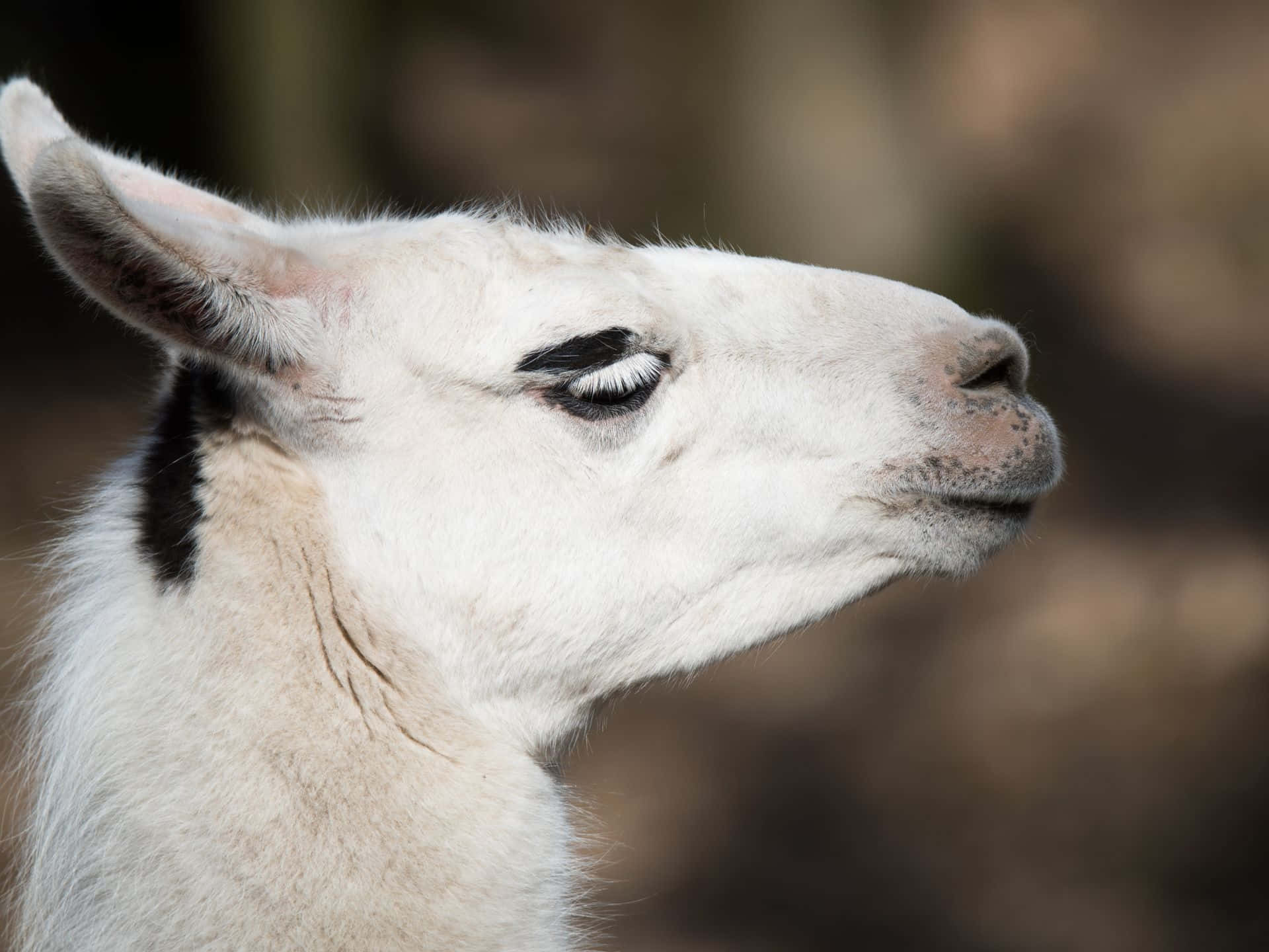 Guanaco, white llama, black eye patch, Full HD Desktop Wallpaper