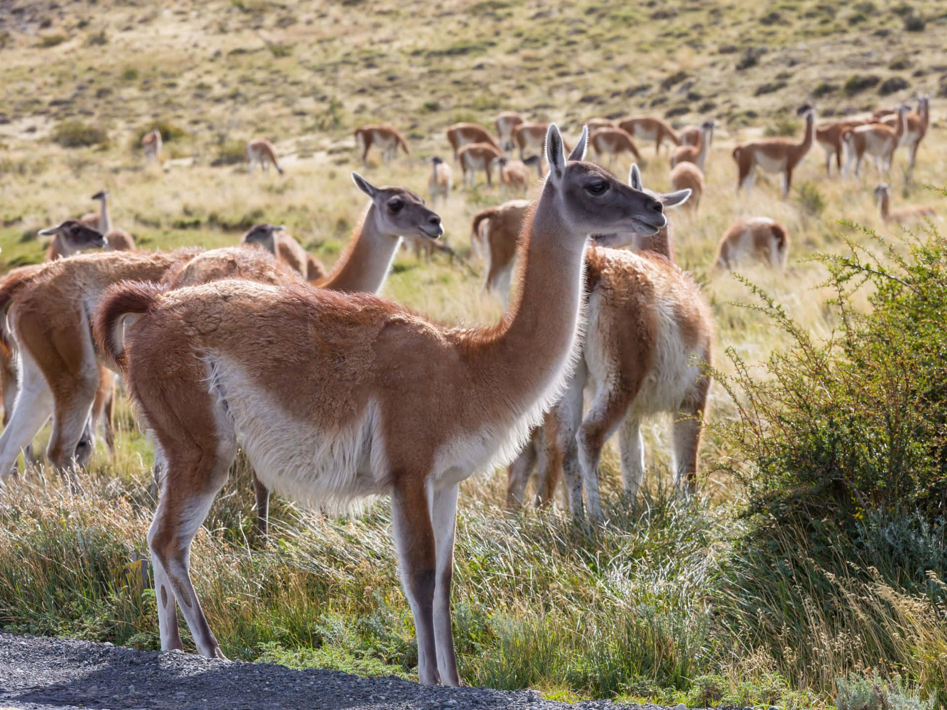 guanacos, grazing, sunlit grassy field, Full HD Desktop Wallpaper