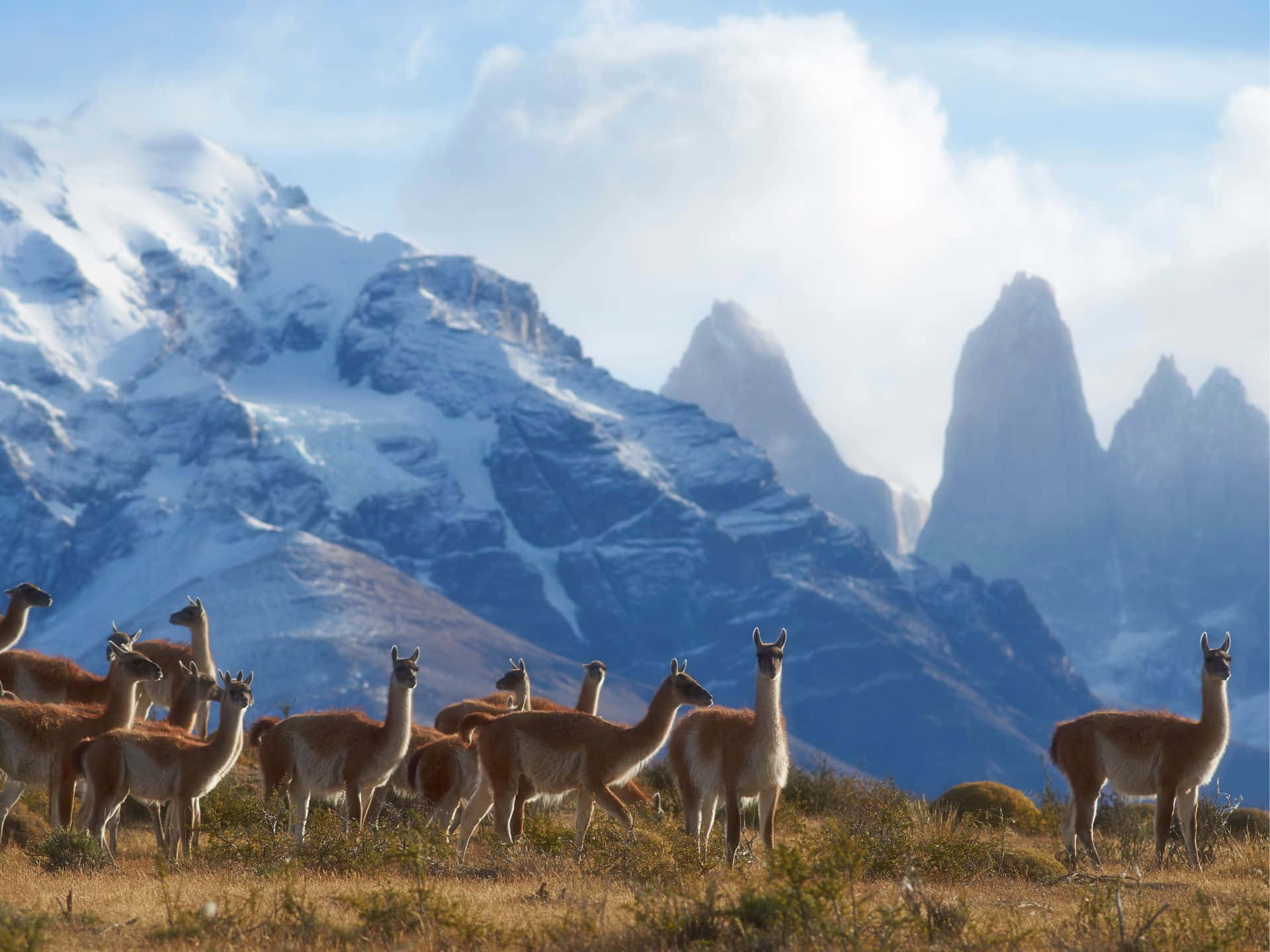 guanacos, alpine meadow, snow-capped peaks, Full HD Desktop Wallpaper