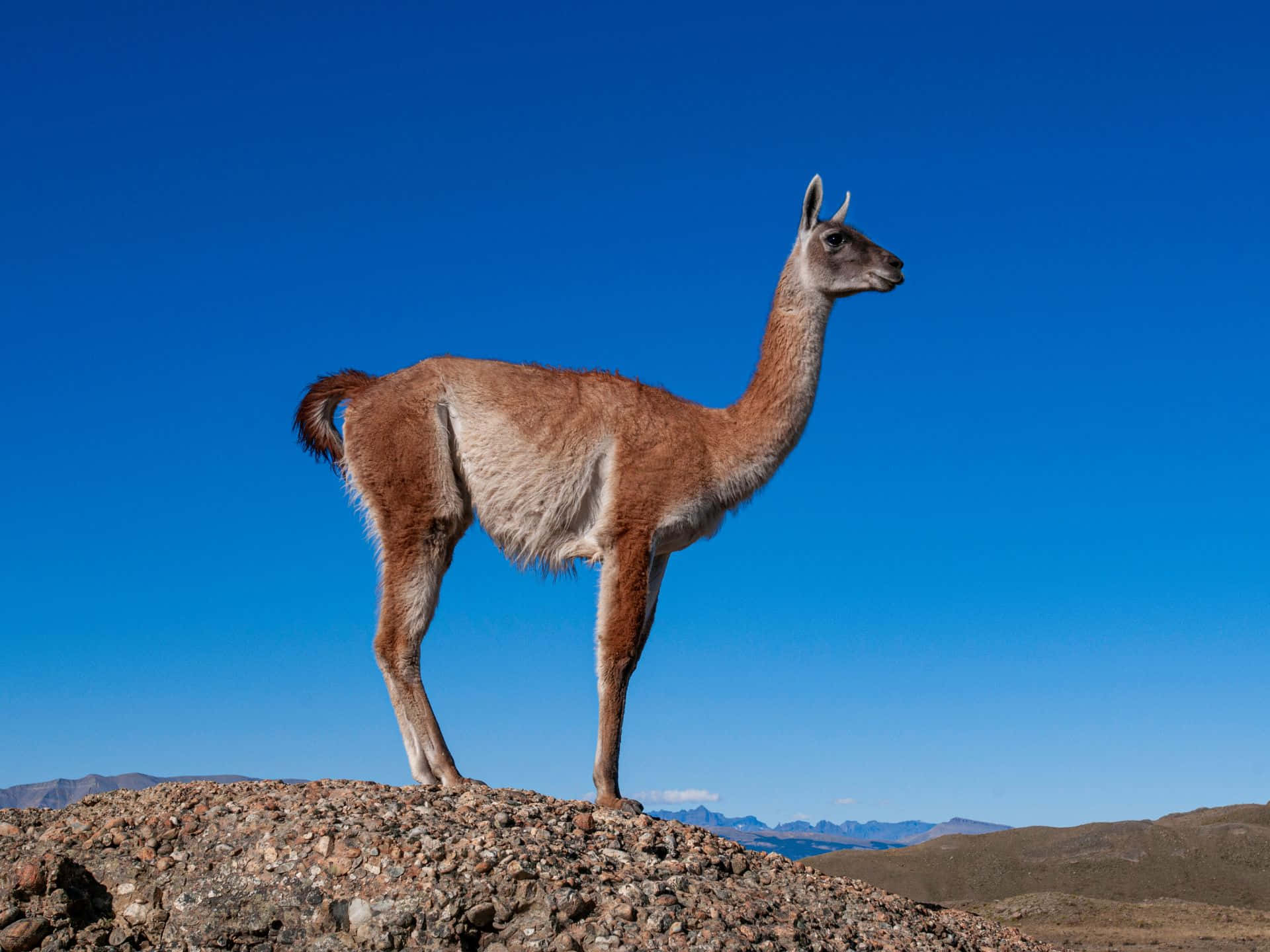 guanaco, mountain ridge, rocky hilltop, Full HD Desktop Wallpaper