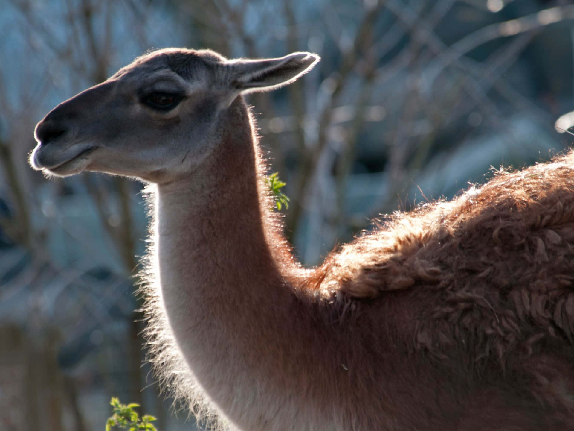 guanaco, sunlight, soft brown fur, Full HD Desktop Wallpaper