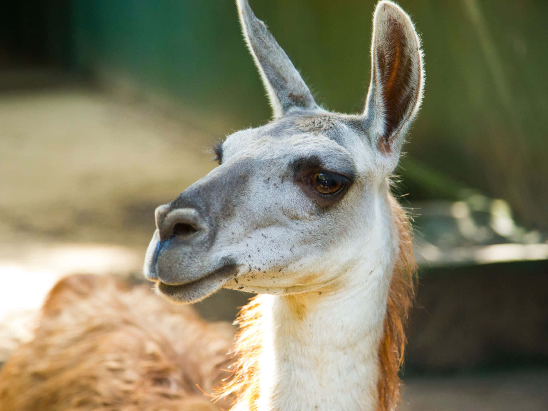 guanaco, gray-faced, alert ears, Full HD Desktop Wallpaper