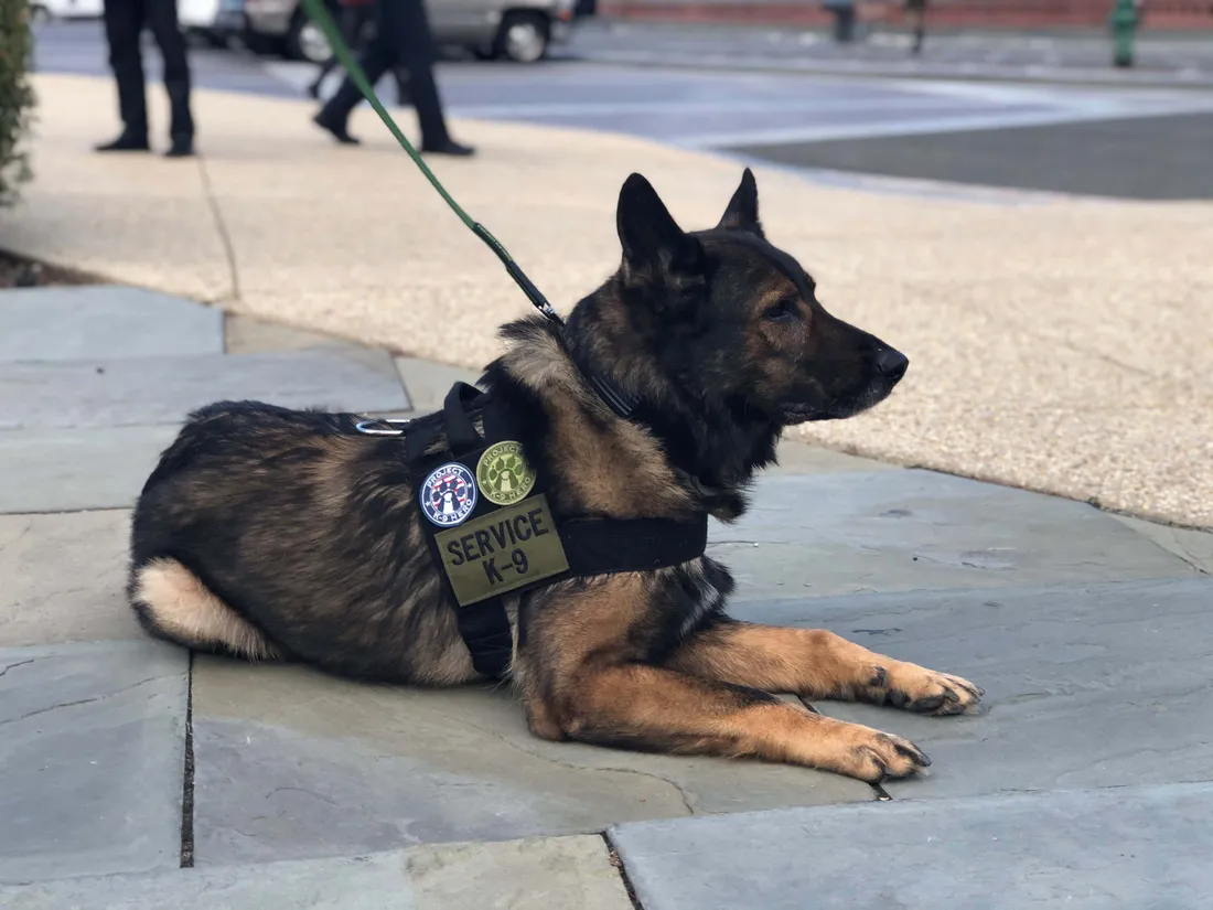 Guard Dog