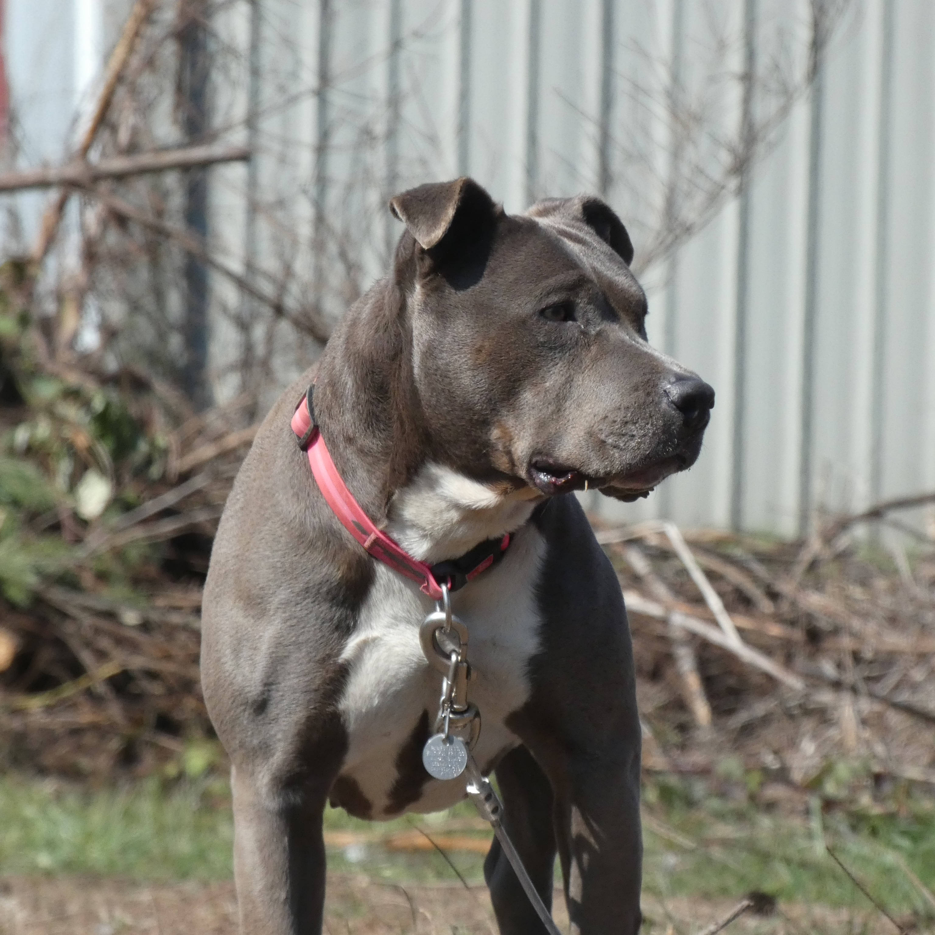 gray white guard pitbull dog, pink collar, bare branches, 2K Desktop Wallpaper