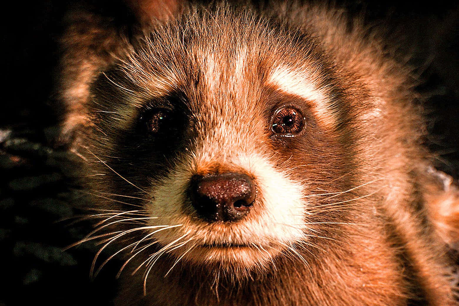 Guardians Of The Galaxy 3, raccoon, intense eyes, HD Desktop Wallpaper